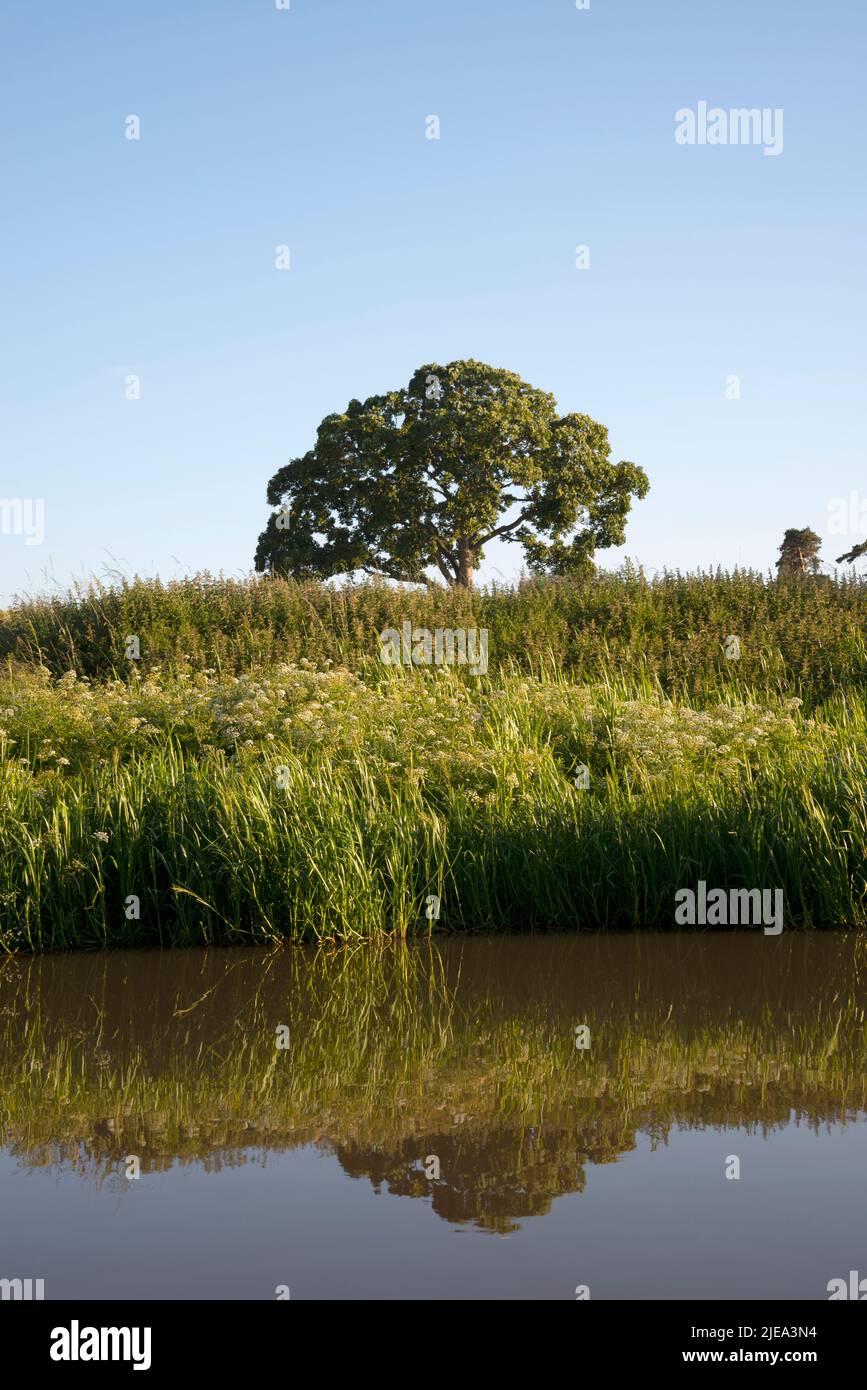 Ein Baum in Vollblatt, der von den Ufern und dem Wasser des Shropshire Union Kanals getrennt ist Stockfoto