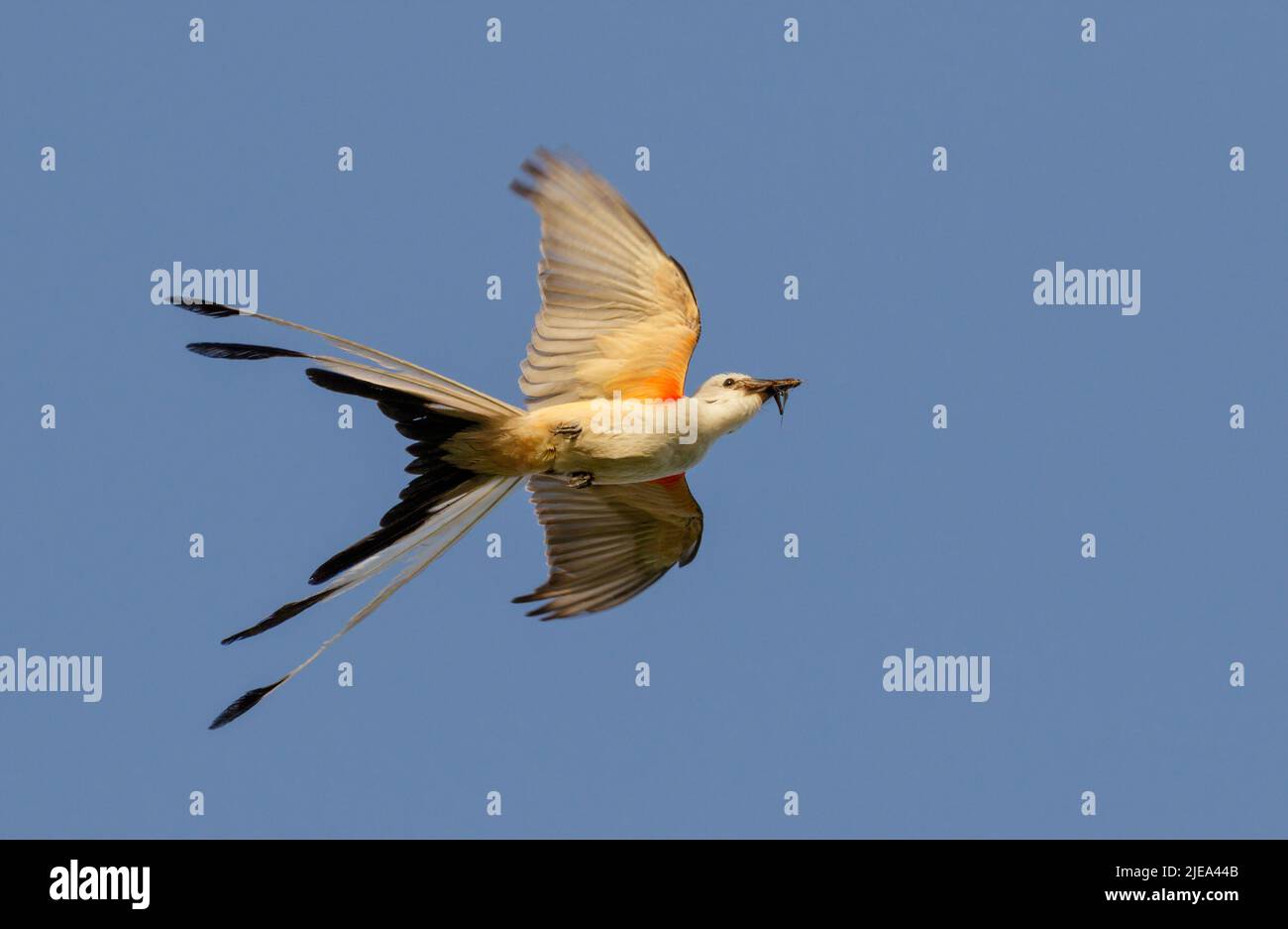 Scherenschwanz-Fliegenfänger (Tyrannus forficatus), der mit Insektenbeute im Schnabel fliegt, Galveston, Texas, USA. Stockfoto