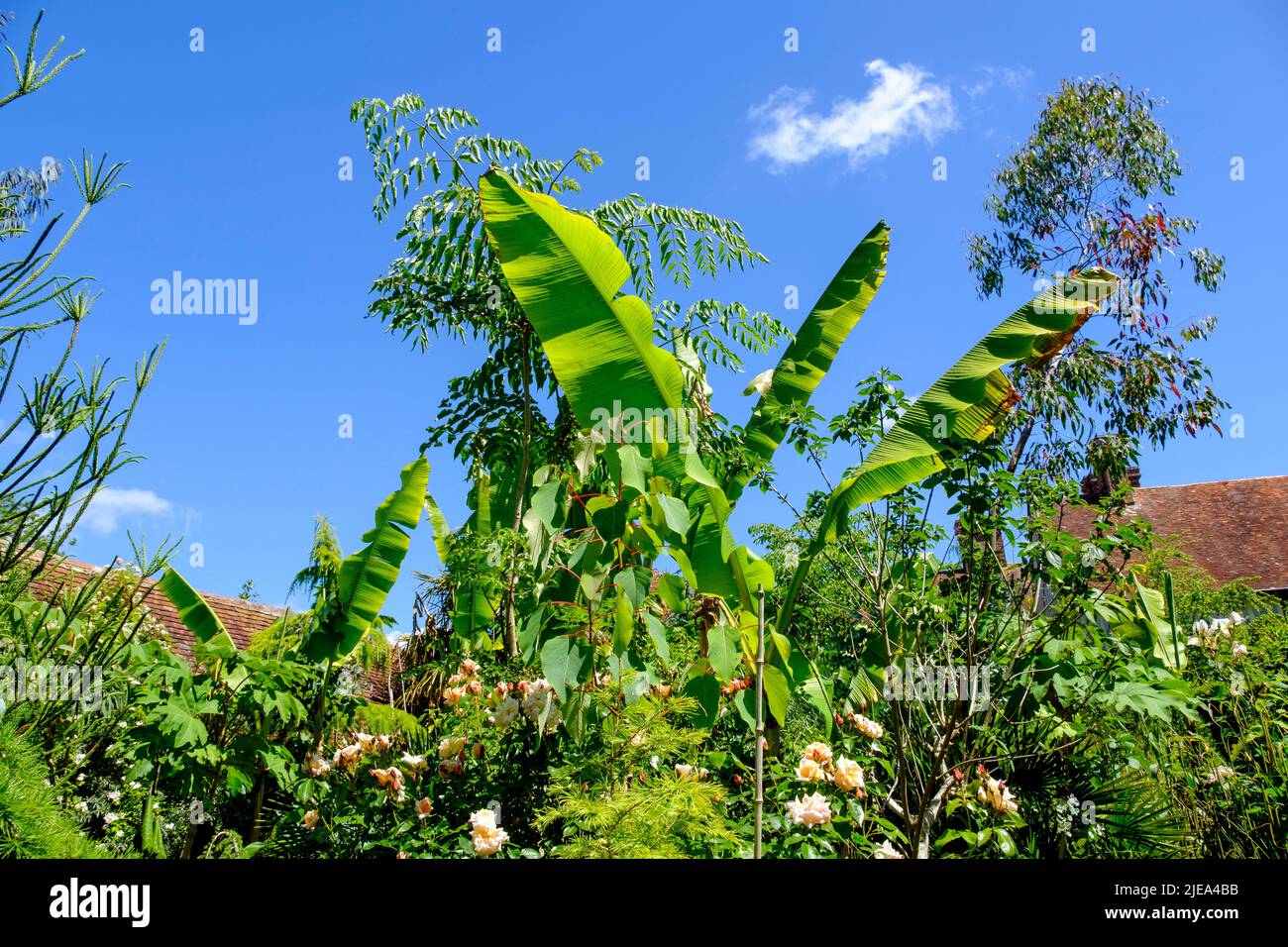 Bananenpalmen und andere tropische Pflanzen im exotischen Garten von Great Dixter, East Sussex, Großbritannien Stockfoto