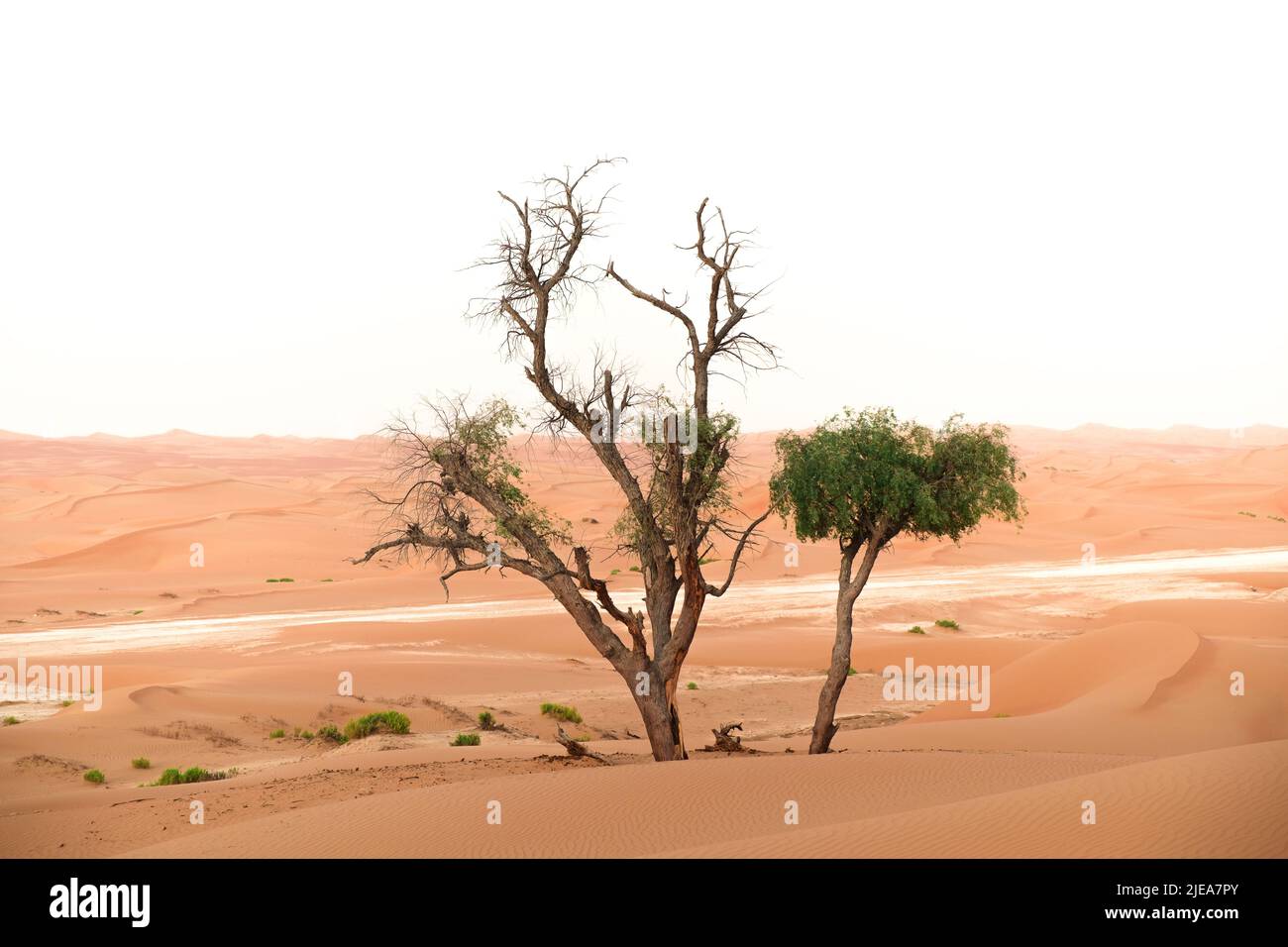 Honigmesquite (prosopis glandulosa) Baum in der Al Wathba Wüste in Abu Dhabi, Vereinigte Arabische Emirate. Sanddünen und klarer Himmel in der Ferne. Stockfoto