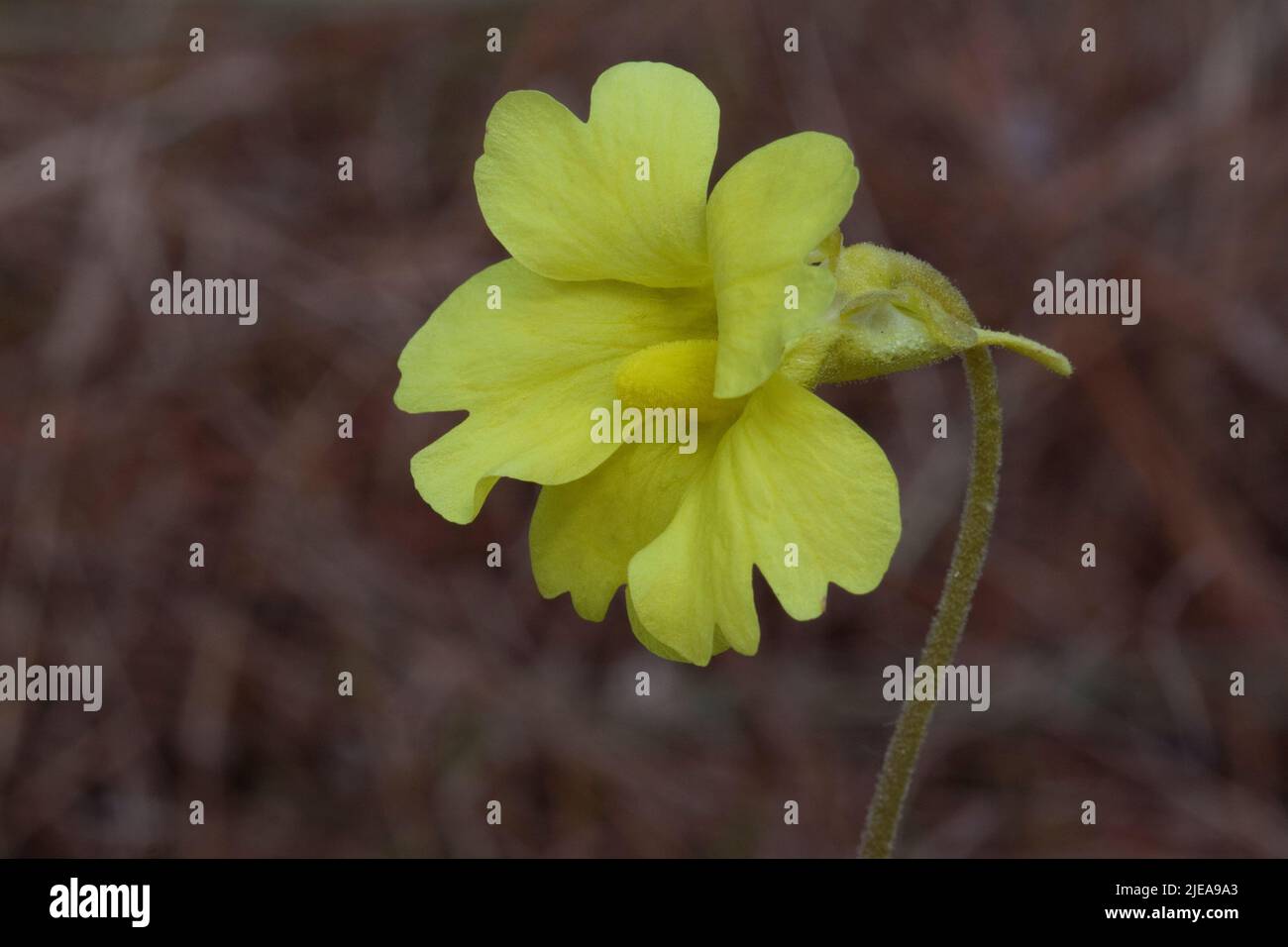 Gelbes Butterwort (Pinguicula lutea), Mississippi, USA, von Carol Dembinsky/Dembinsky Photo Assoc Stockfoto