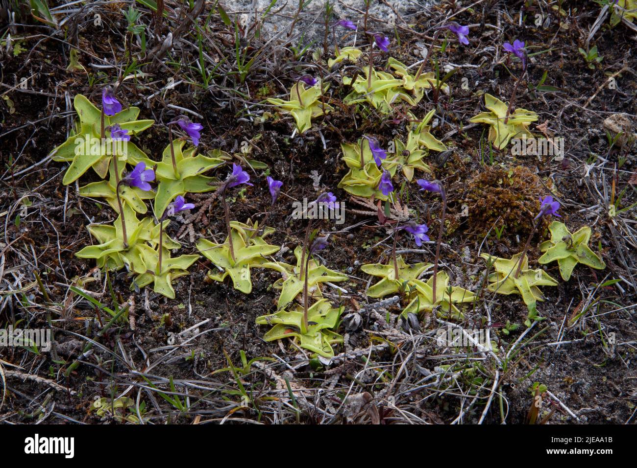 Blühende Schmetterlinge (Pinguicula vulgaris), wächst in Alvar, Nordufer des Huron-Sees, MI, USA, von Carol Dembinsky/Dembinsky Photo Assoc Stockfoto