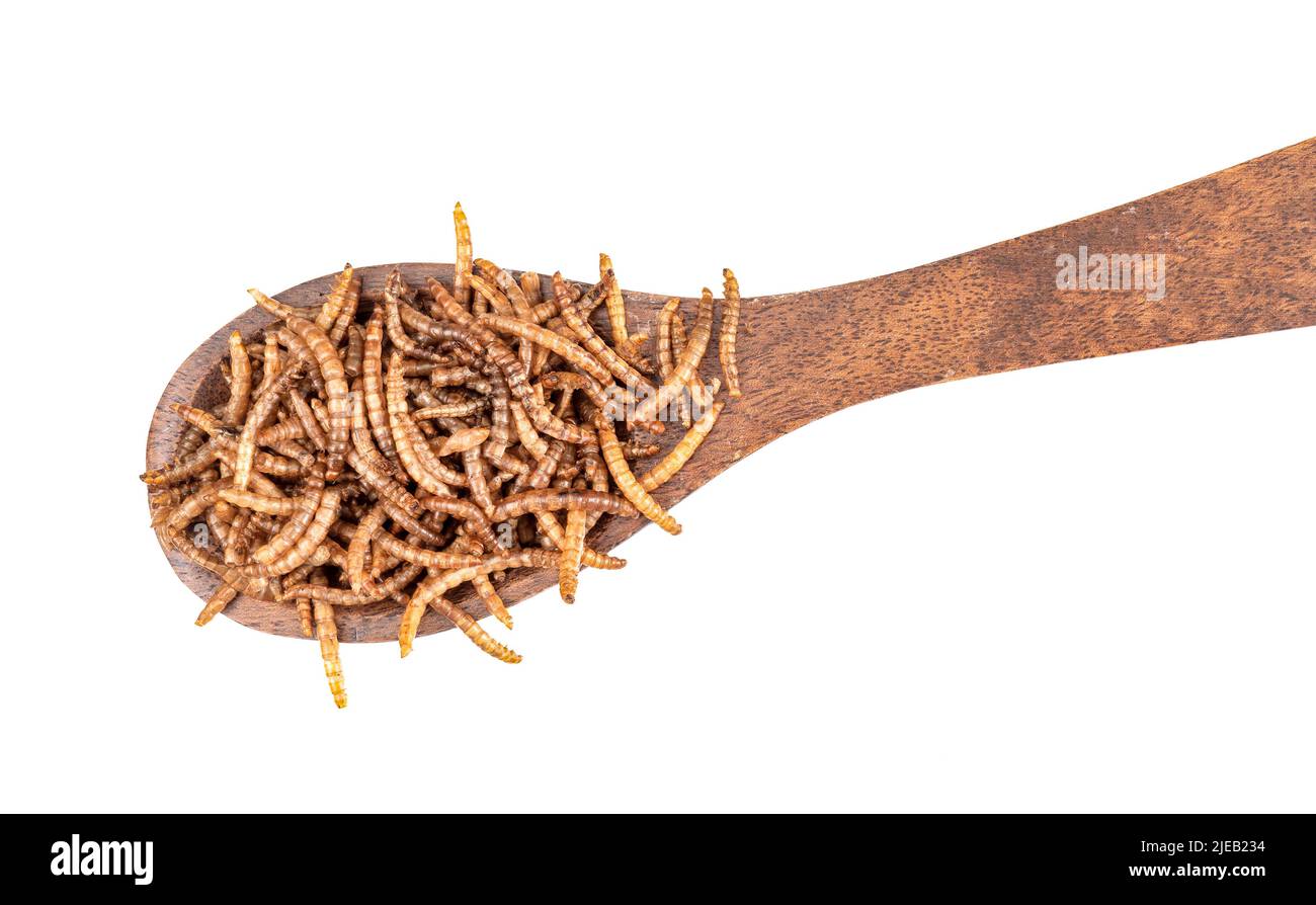 Löffel voll von Mehlwürmern isoliert auf Weiß. Stockfoto