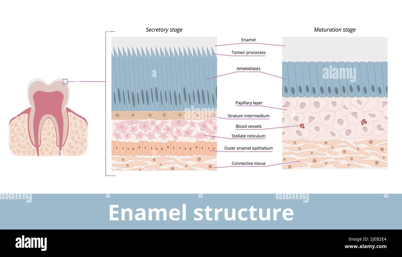 Zahnschmelzstruktur des menschlichen Zahnes auf sekretorischen und Reifungsphasen, einschließlich Ameloblasten, Stellatretikulum, Emailraum. Stock Vektor