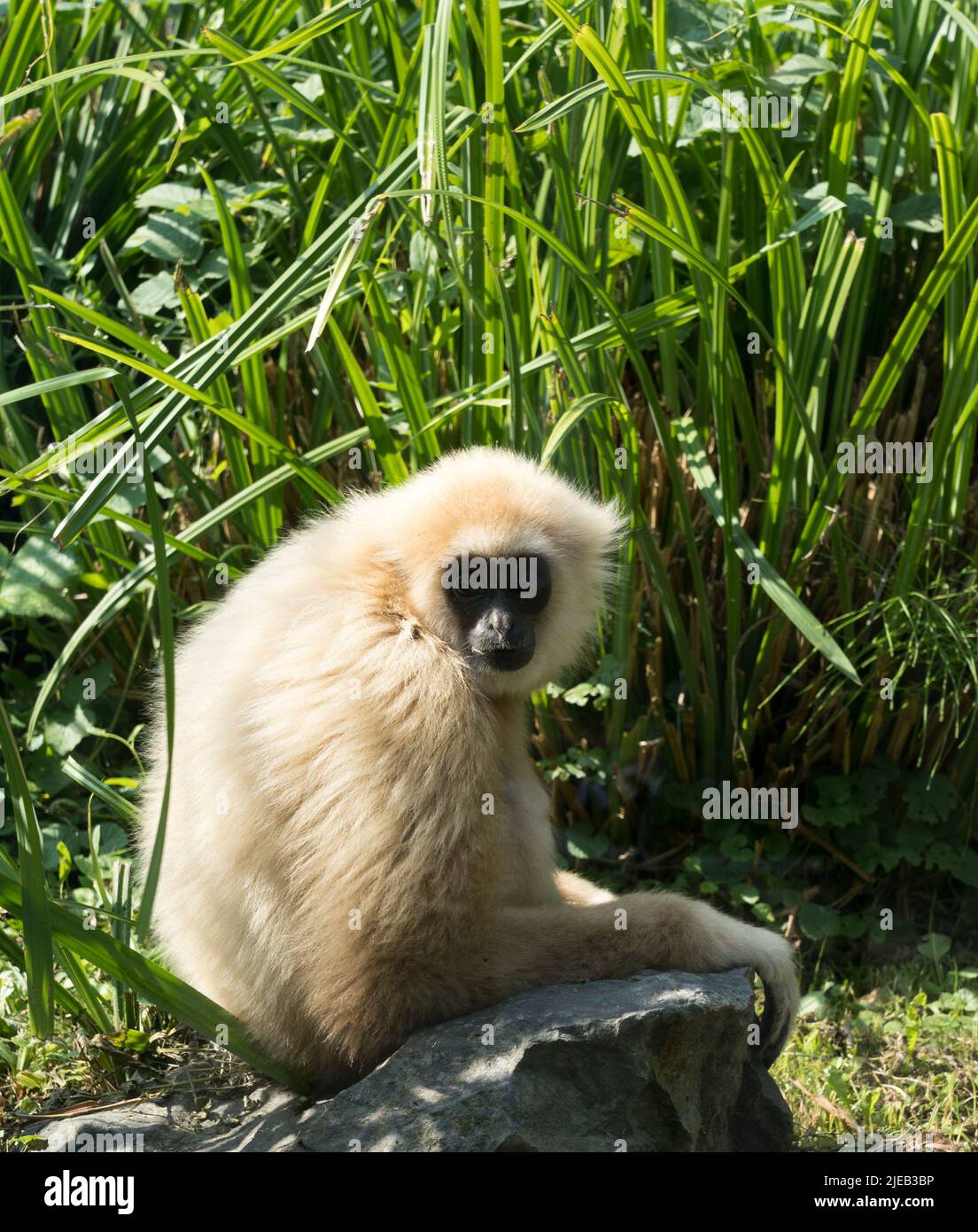 Gibbon Stockfoto