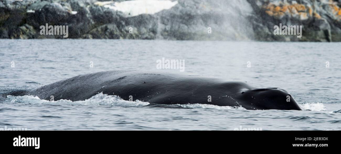 Buckelwal in der Nähe der antarktischen Halbinsel der Yalour-Inseln Stockfoto