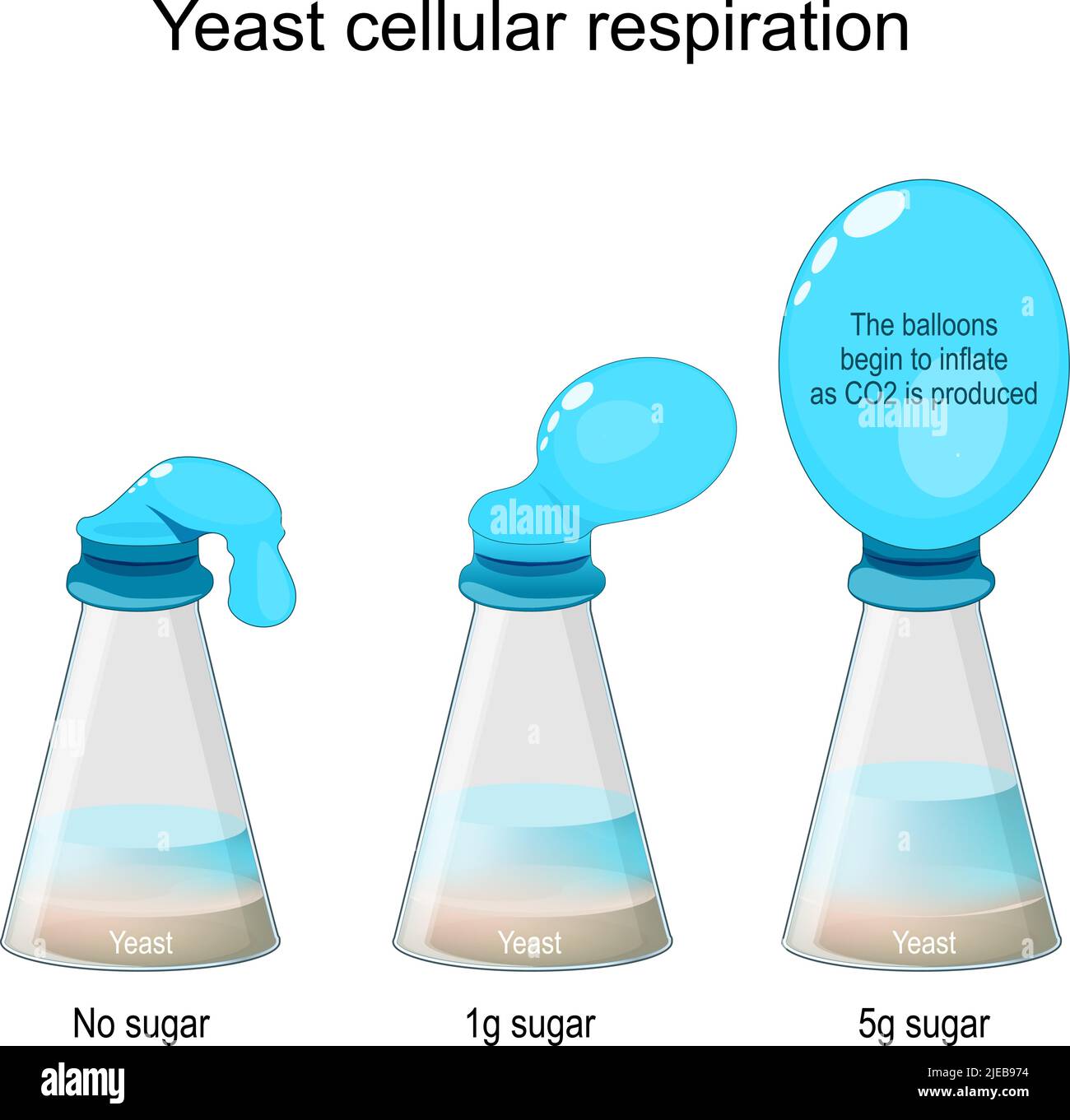 Hefe-Labor Für Zelluläre Respiration. Flaschentaucher-Experiment. Laborflaschen mit Pilzen und Zucker, und ohne Zucker. vektorgrafik Stock Vektor