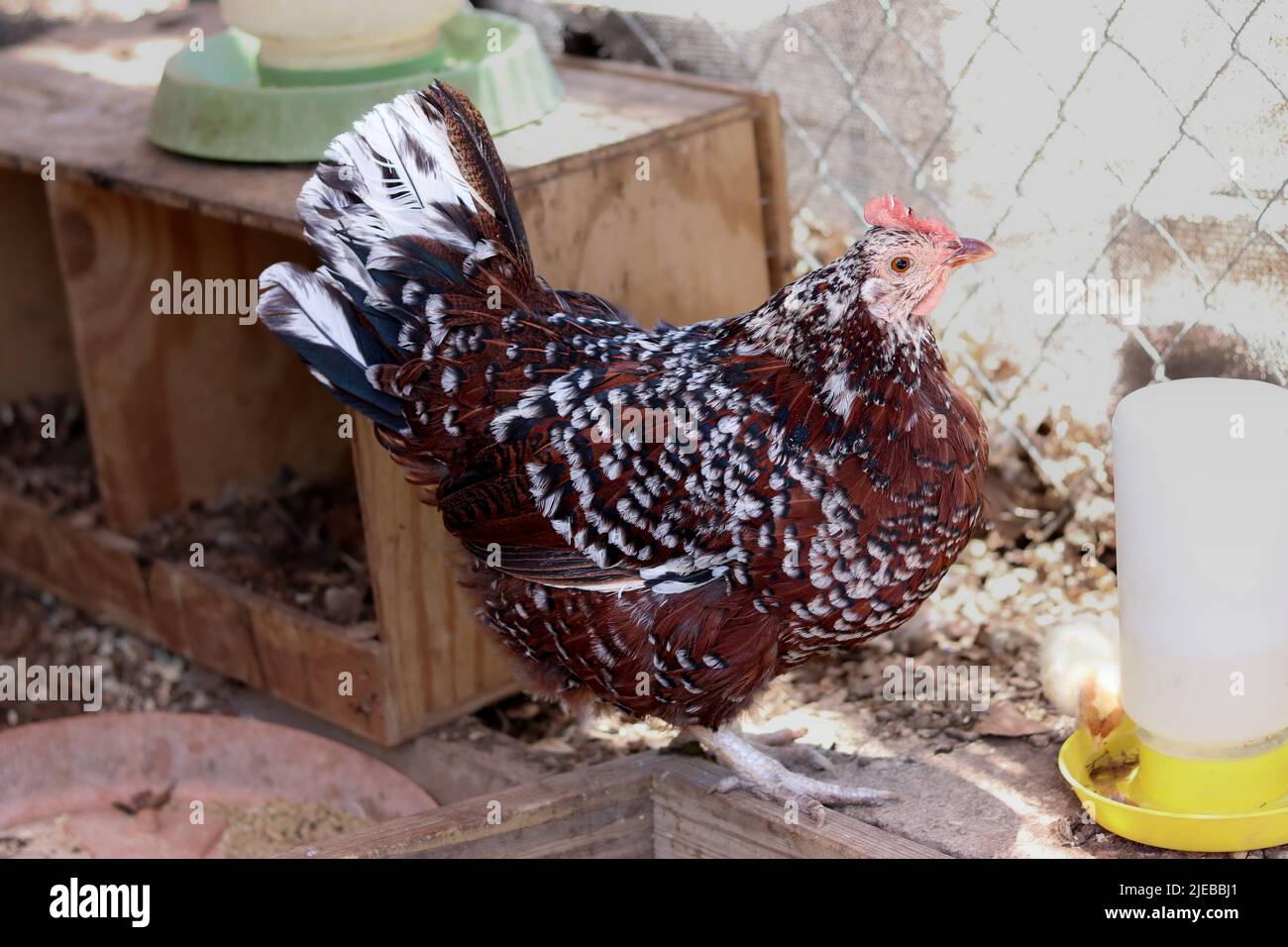 Nahaufnahme einer gesprenkelten Sussex-Henne auf einer Farm in Arizona. Stockfoto