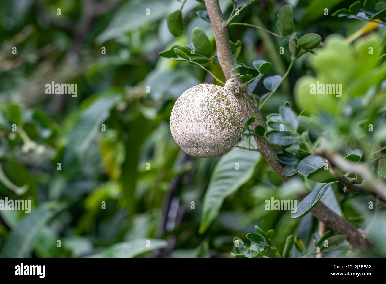Ein selektiv fokussierter Holzapfel oder Limonia acidissima Frucht, die im Garten mit Kopierfläche wächst Stockfoto