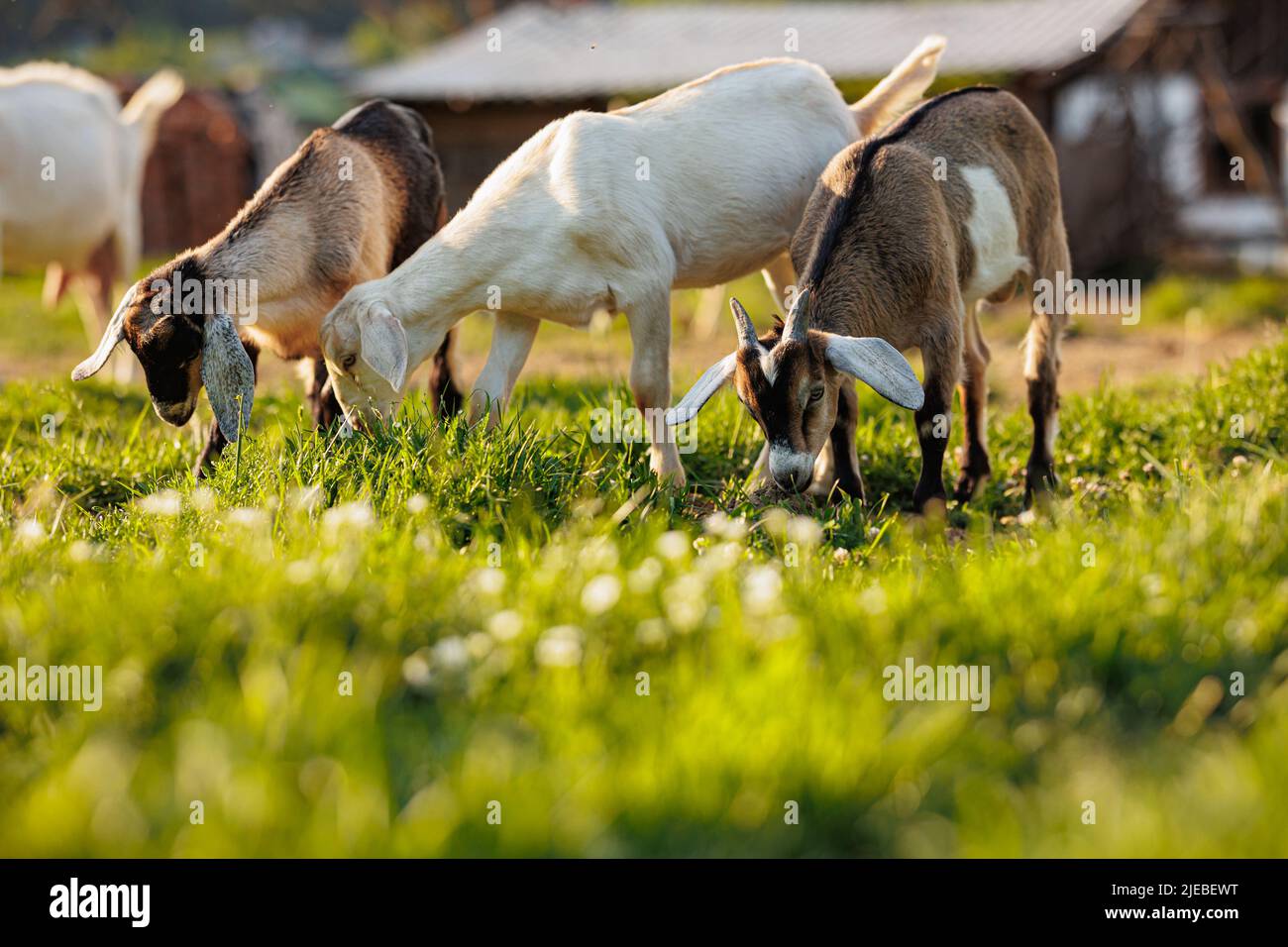 Viehzucht. Hausziegen in der Öko-Farm. Ziegen fressen frisches Heu oder Gras auf ökologischer Weide auf einer Wiese. Farm Viehzucht für die Stockfoto