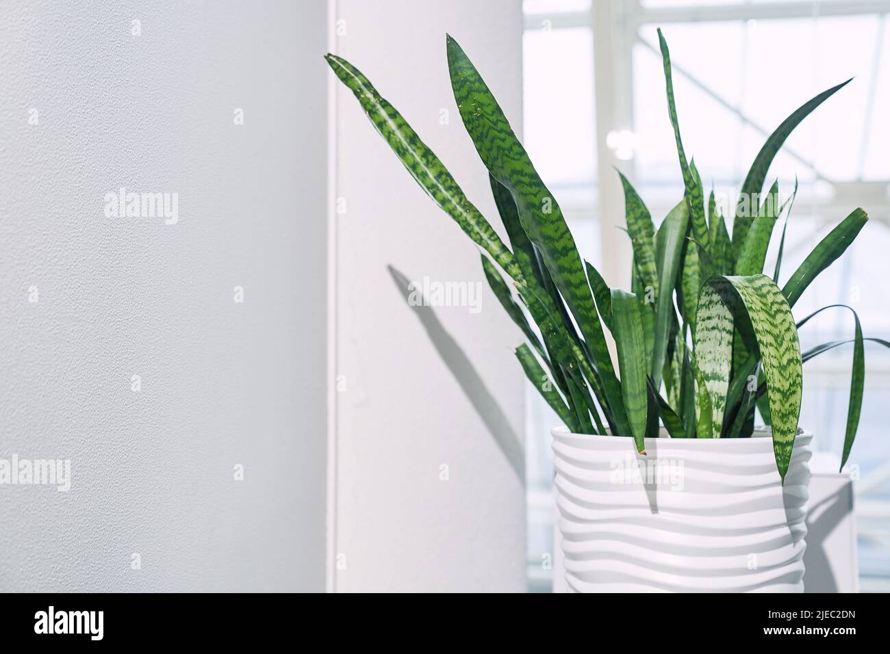 Zimmerpflanze Sansevieria trifasciata in einem weißen Keramiktopf auf dem Hintergrund eines Fensters in einer minimalistischen Stil Nahaufnahme. Mit Platz zum Kopieren. Hochwertige Fotos Stockfoto