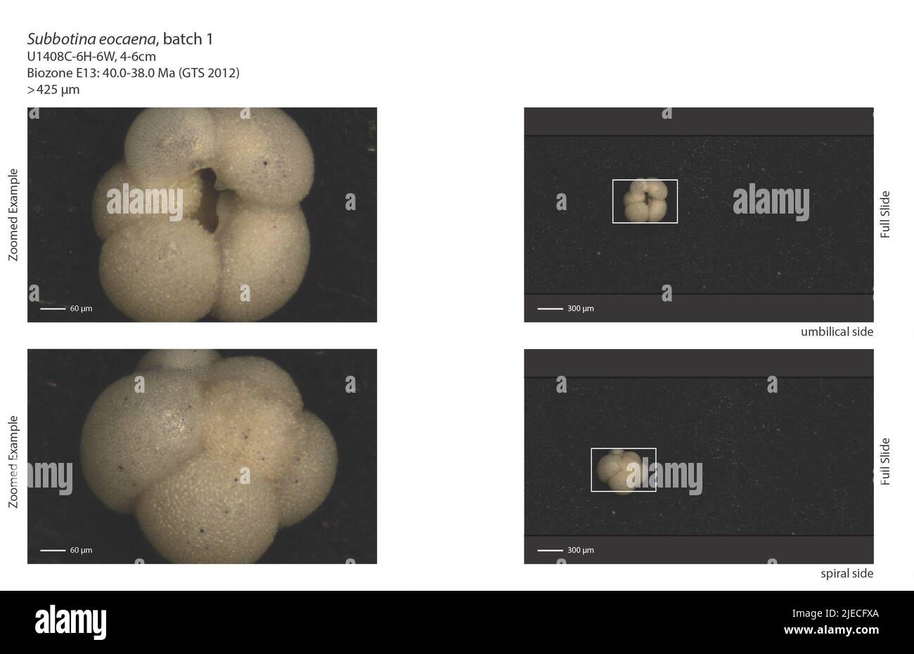 Subbotina eocaena (von Guembel, 1868). Stockfoto