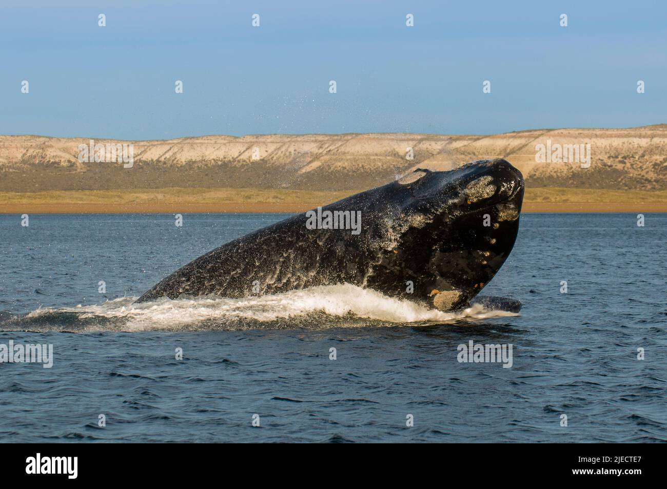 Right Whale Jumping , Eubalaena Autralis, glacialis, Patagonien , Peninsula Valdes, Patagonien, Argentinien. Stockfoto