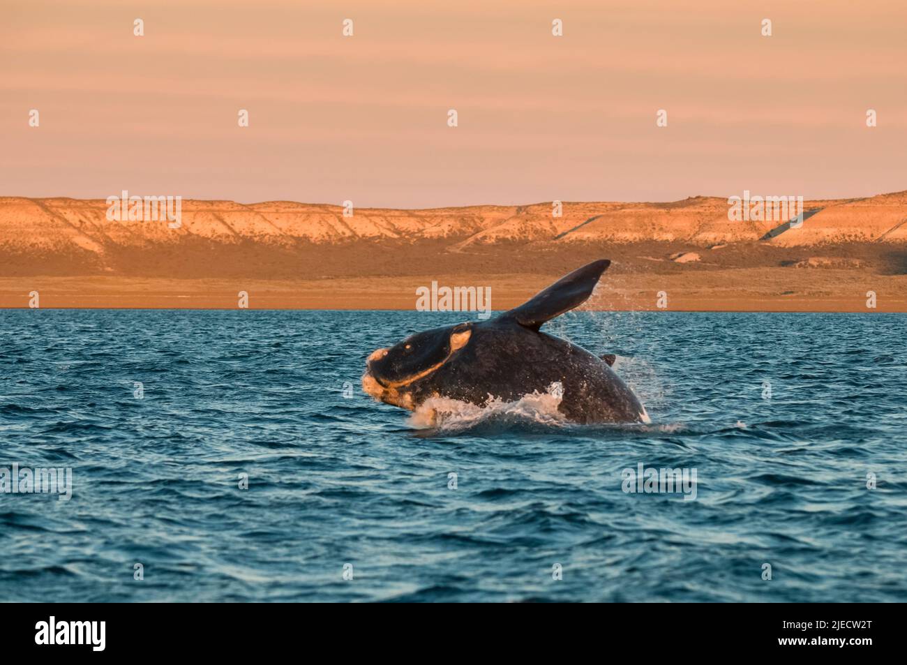 Right Whale Jumping , Eubalaena Autralis, glacialis, Patagonien , Peninsula Valdes, Patagonien, Argentinien. Stockfoto