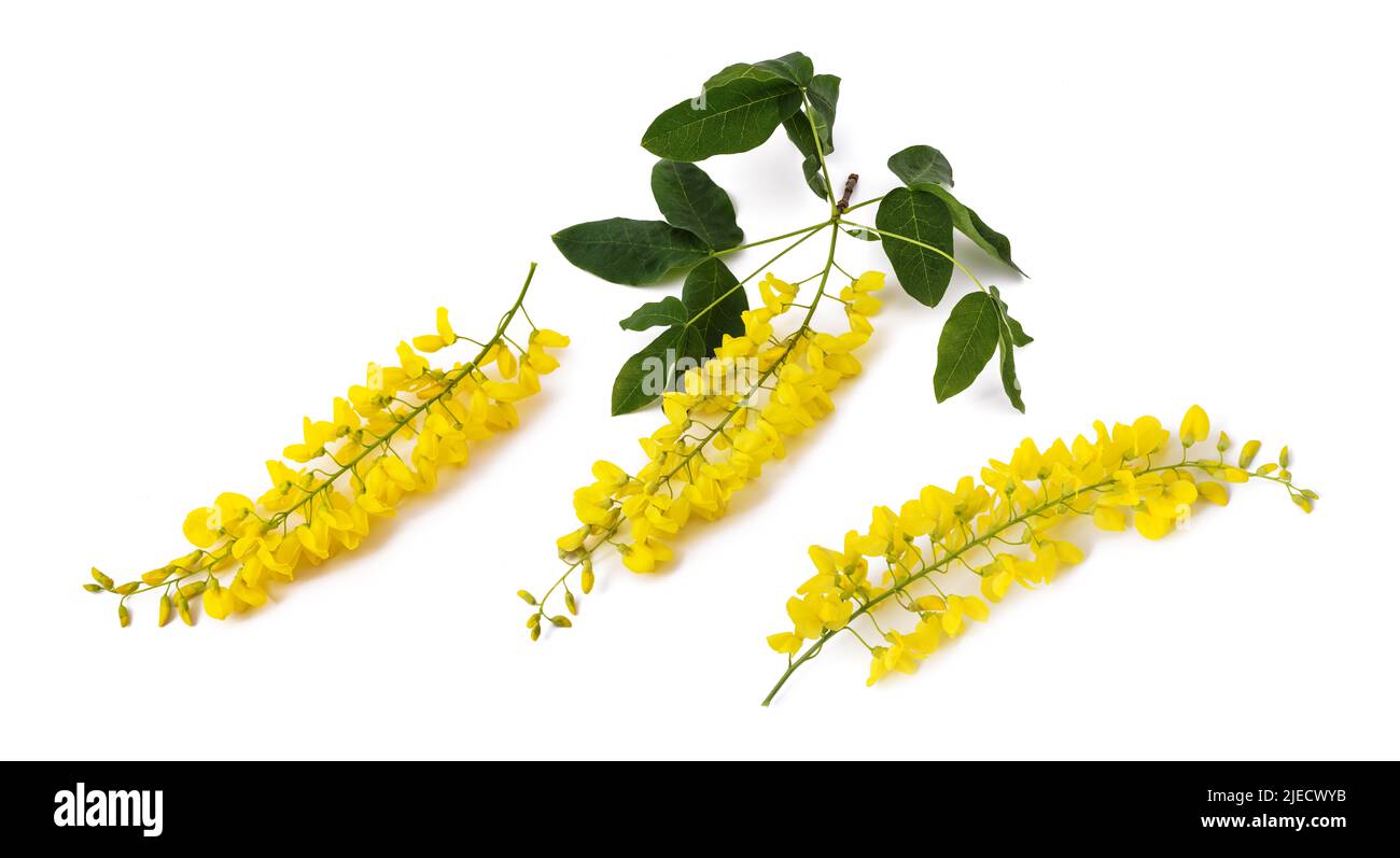 Goldene Kettenblumen isoliert auf weißem Hintergrund Stockfoto