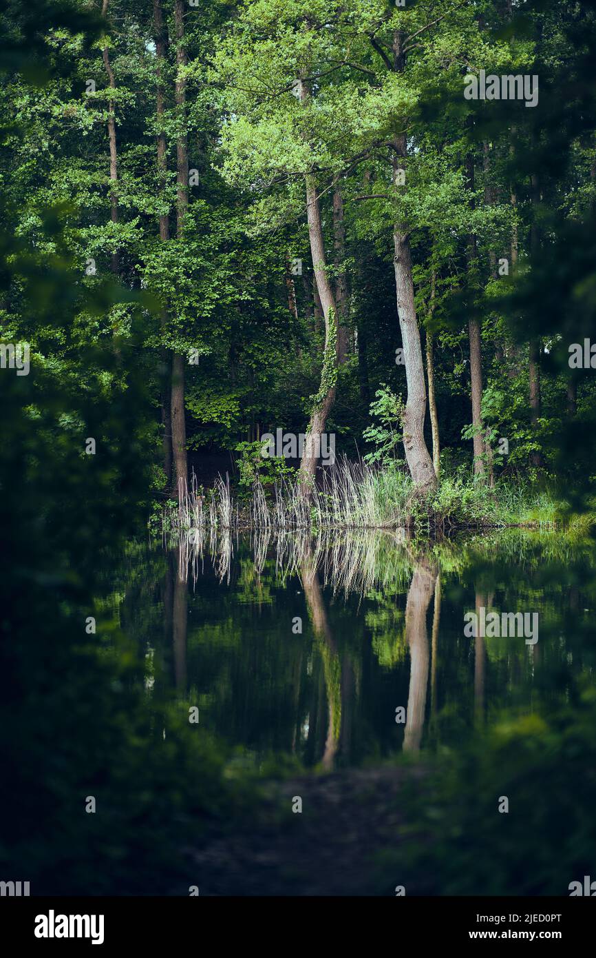 Teich im Wald. Hochwertige Fotos Stockfoto