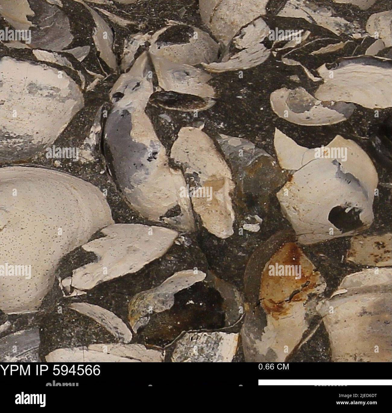 Protocardia sp animalia Fotos und Bildmaterial in hoher Auflösung Alamy