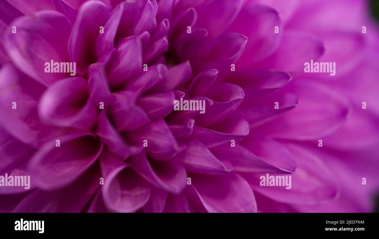 Nahaufnahme einer leuchtend violetten, violetten, lila Dahlie Blüte (formelle dekorative Art) vor einem Hintergrund anderer Dahlien und Laub, schöner Blumen, Klo Stockfoto