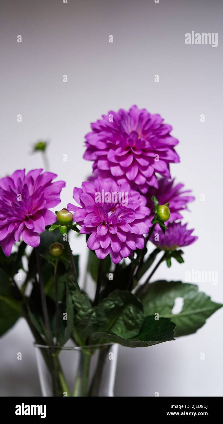 Nahaufnahme einer leuchtend violetten, violetten, lila Dahlie Blüte (formelle dekorative Art) vor einem Hintergrund anderer Dahlien und Laub, schöner Blumen, Klo Stockfoto