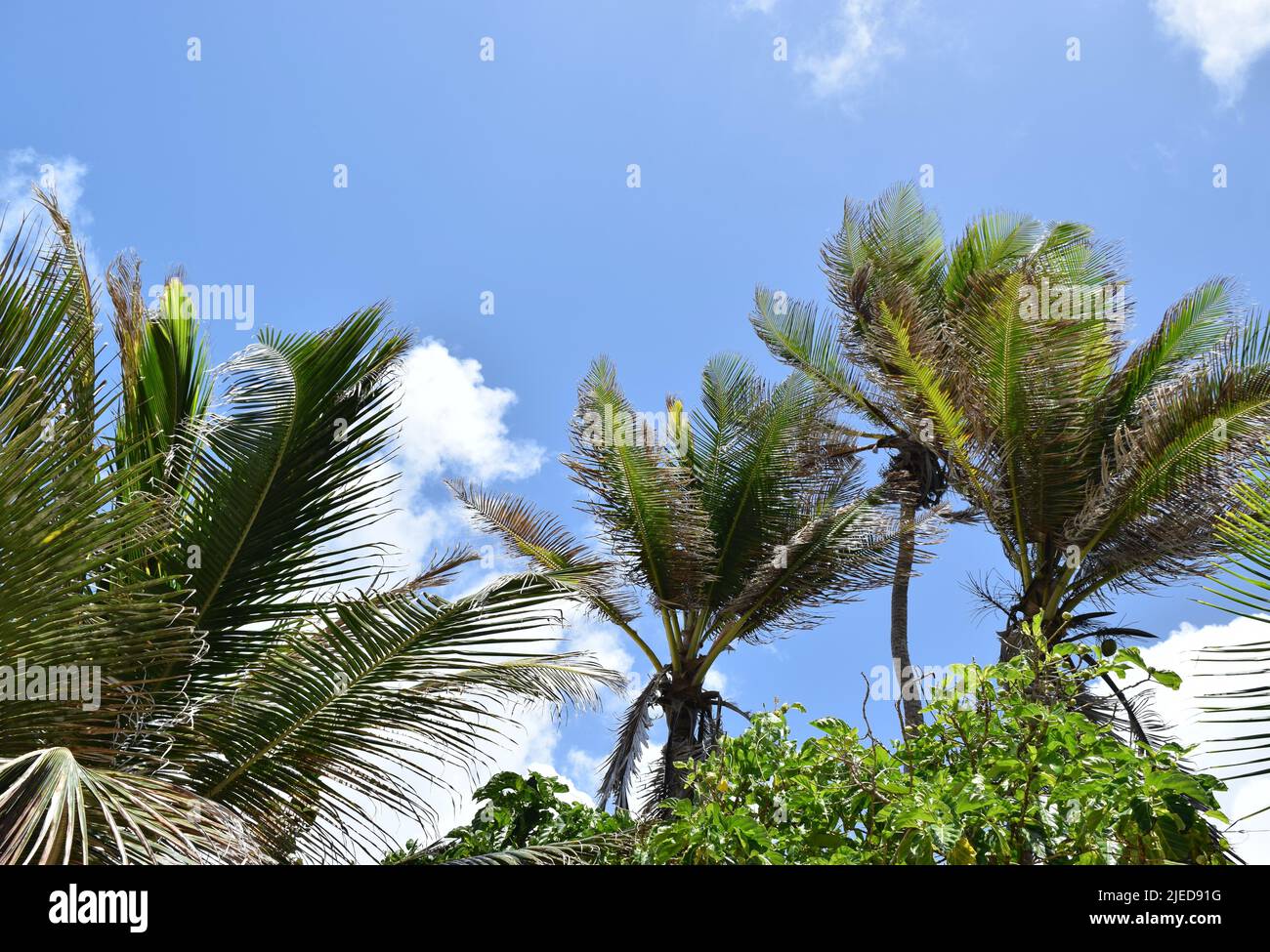 Wunderschöne Palmen am Strand von Barbados. Stockfoto