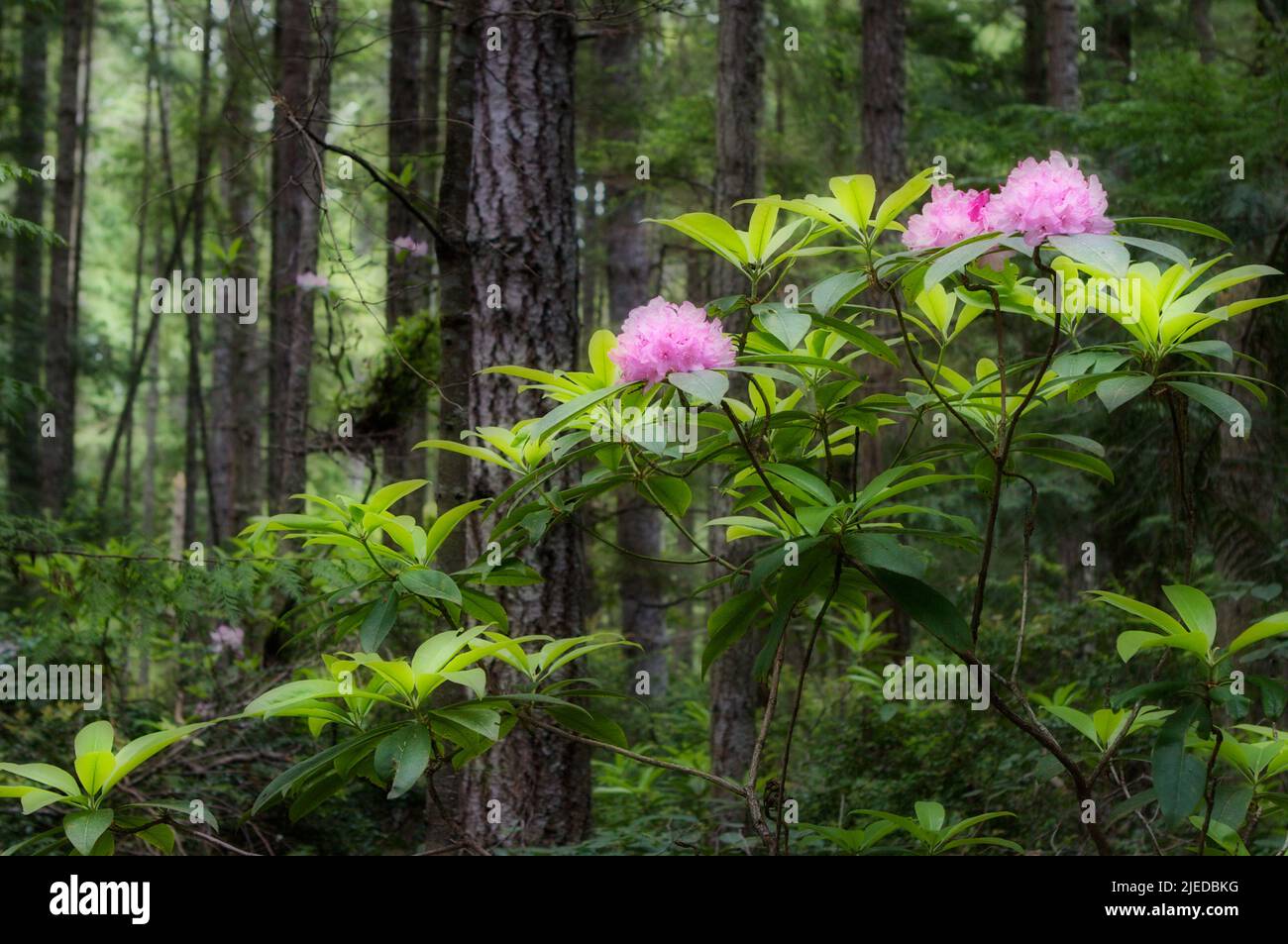 Zarte rosa Blüten des Rhododendrons, einer einheimischen Pflanze im pazifischen Nordwesten, blüht im Regenwald des Bundesstaates Washington, USA. Stockfoto