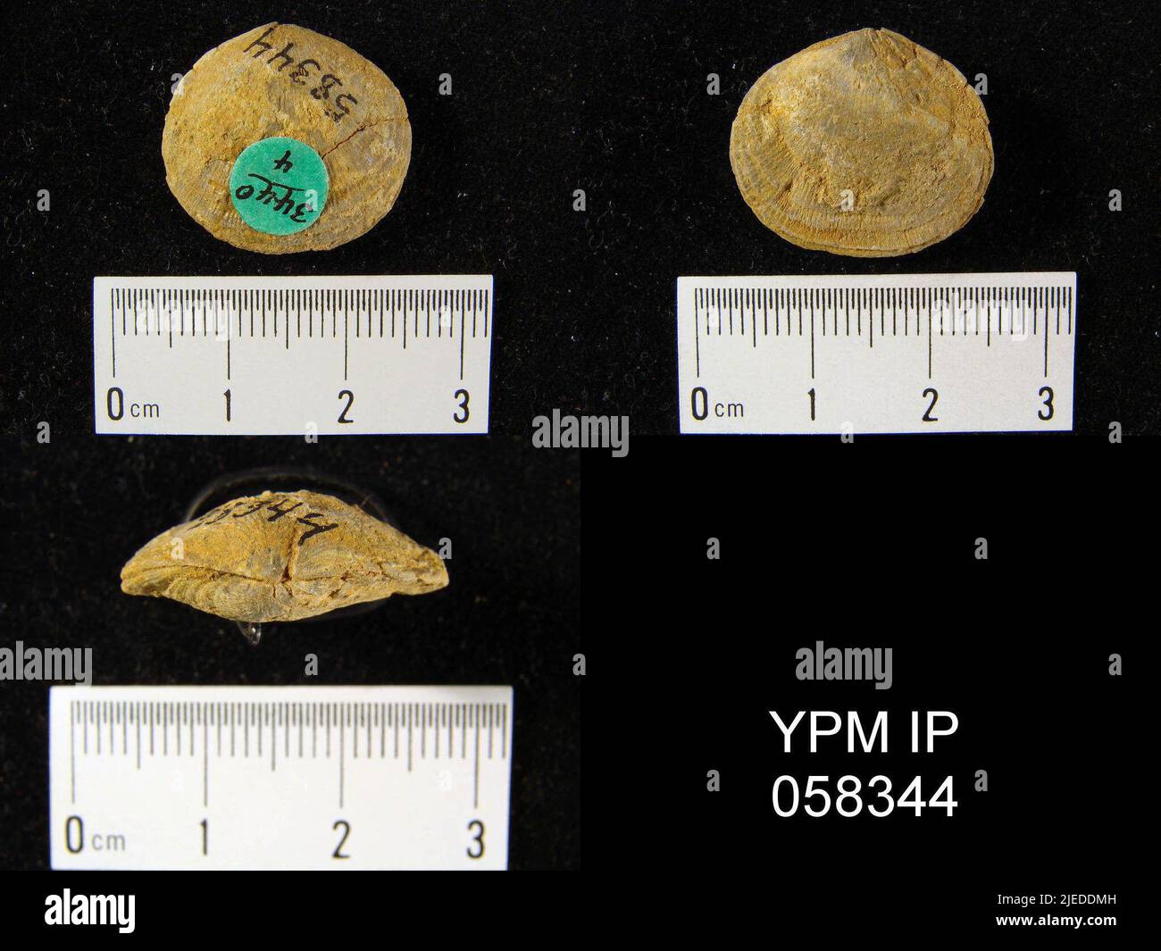 Halle Rhipidomella oblata, 1857. Stockfoto