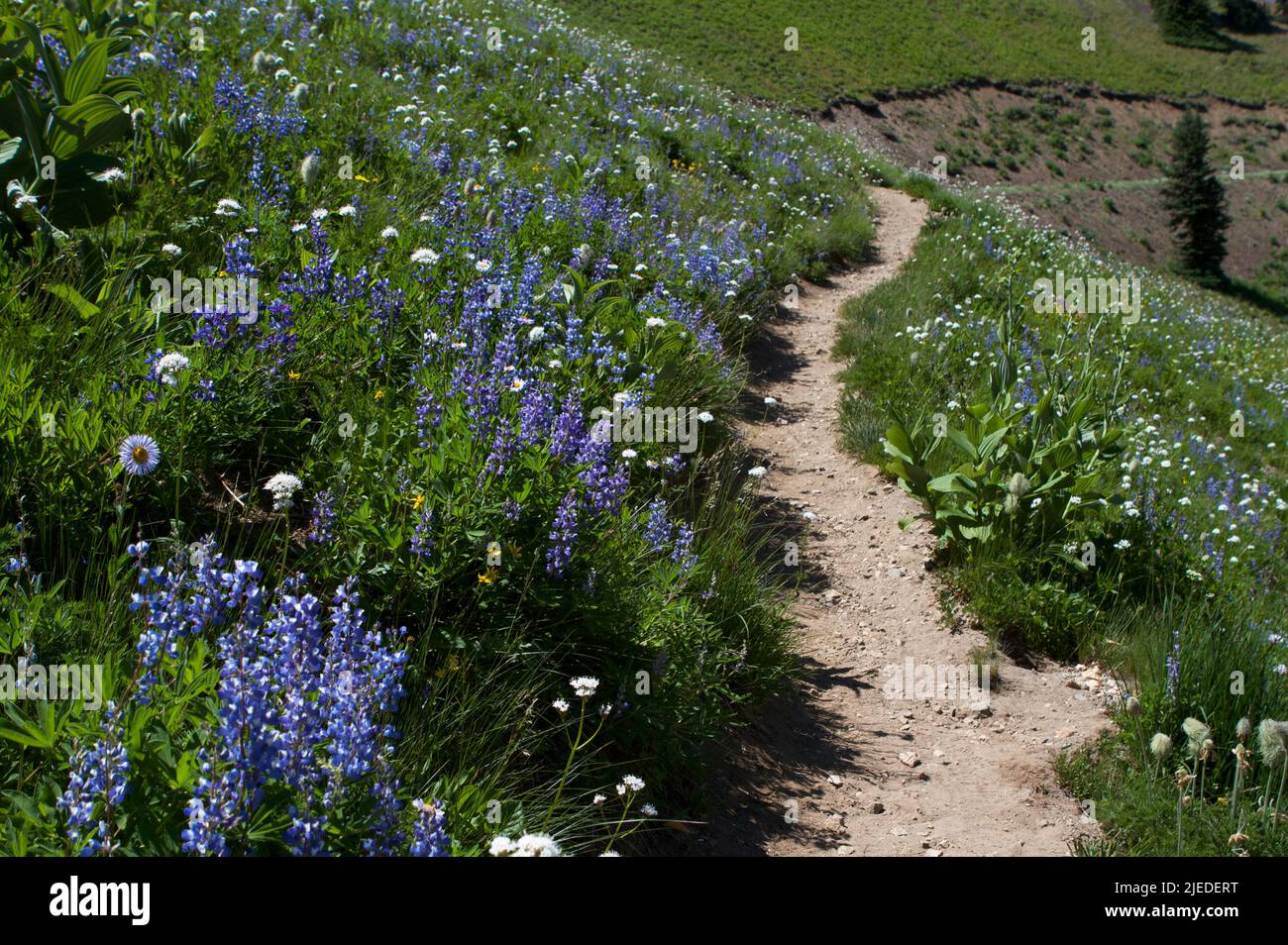 Ein Bergpfad durch Felder mit Laubblättrigen Lupinen und anderen Sommerwildblumen im pazifischen Nordwesten in der Nähe von Mt. Rainier, Washington, USA. Stockfoto