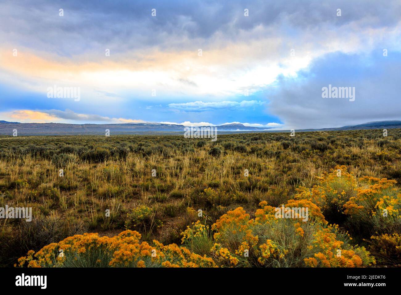 Stürmischer Himmel im Westen Colorados mit blauen, grauen, dunkelgrauen und gelben Strahlen der Spätnachtssonne erhellt die Blumen auf dem Feld. Stockfoto