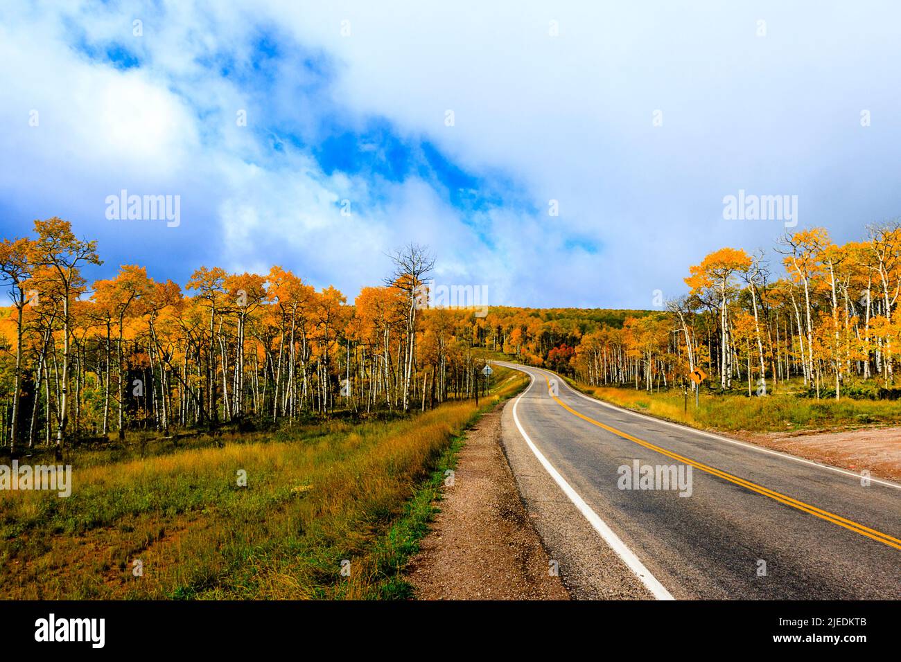 Offene Straße zwischen goldenen Aspen Bäumen an einem schönen Tag auf einem Road Trip. Stockfoto