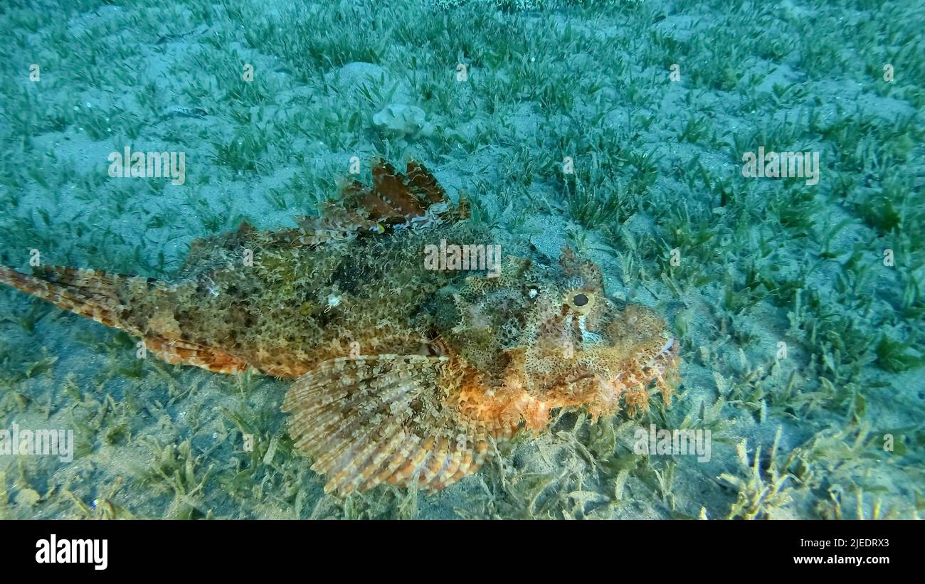 Rotes Meer, Ägypten. 26.. Juni 2022. Auf dem Riff liegen Skorpionfische. Bärtiger Skorpionfisch (Scorpaenopsis barbata). Rotes Meer, Ägypten (Bild: © Andrey Nekrasov/ZUMA Press Wire) Stockfoto
