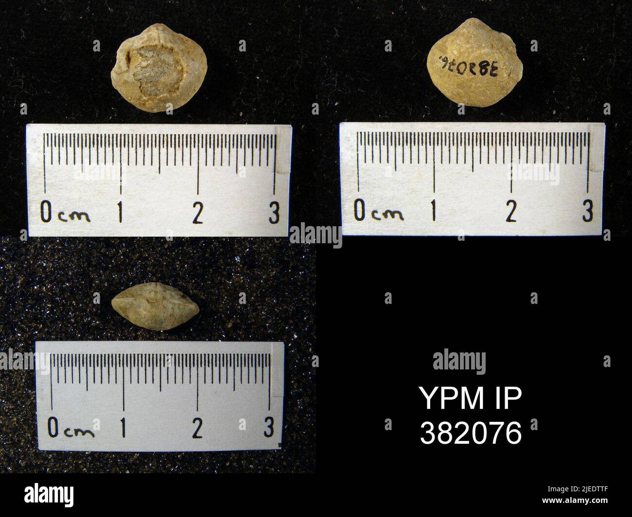 Halle Cleiothyridina orbicularis, 1858. Stockfoto