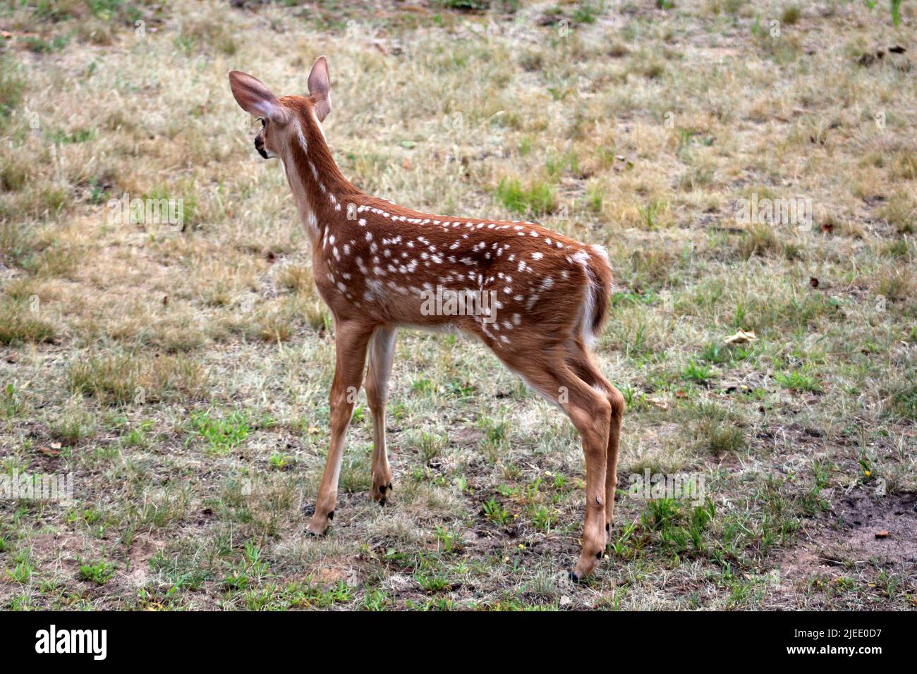 Ein Rehkitz, der über den Hof schaut Stockfoto