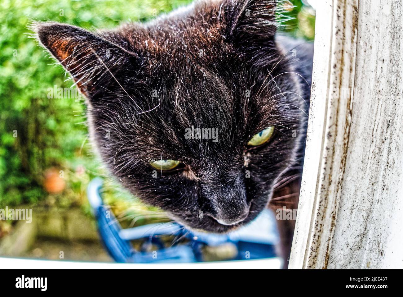 Kater Mufin im Fenster von Garten. Stockfoto