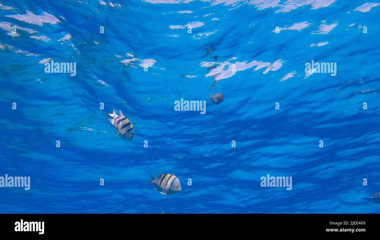 Rotes Meer, Ägypten. 26.. Juni 2022. Der Hauptfisch schwimmt unter der Oberfläche des blauen Wassers. School of Indo-Pacific sergeantÂ (Bild: © Andrey Nekrasov/ZUMA Press Wire) Stockfoto