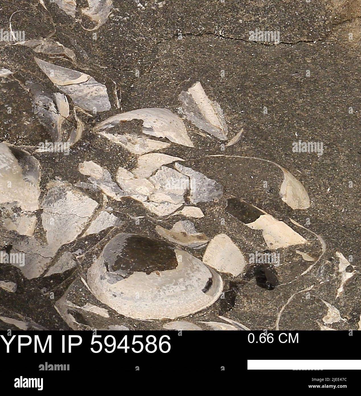 Protocardia sp animalia Fotos und Bildmaterial in hoher Auflösung Alamy