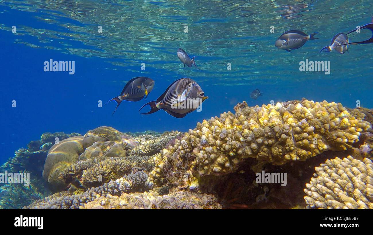 Rotes Meer, Ägypten. 26.. Juni 2022. Die Schule der Surgeonfish, die in Sonnenstrahlen über dem Korallenriff schwimmt. Rotmeer-Clown-Chirurg (Acanthurus sohal).Rotes Meer, Ägypten (Bild: © Andrey Nekrasov/ZUMA Press Wire) Stockfoto