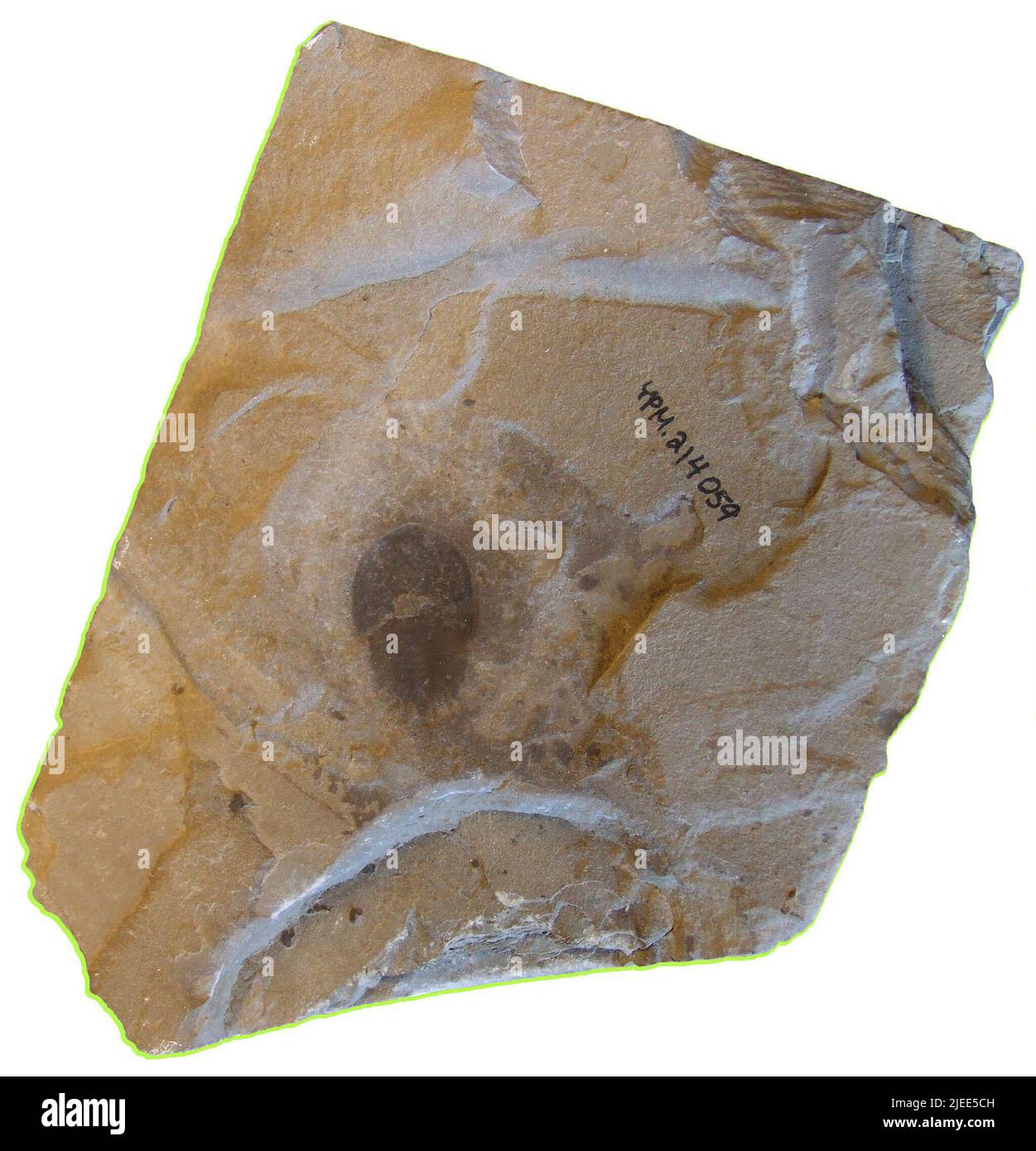 Pseudoniscus clarkei Rüdemann, 1916. Stockfoto