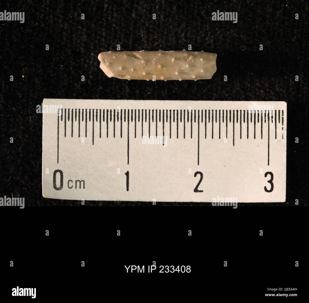 Archaeocidaris sp. Stockfoto