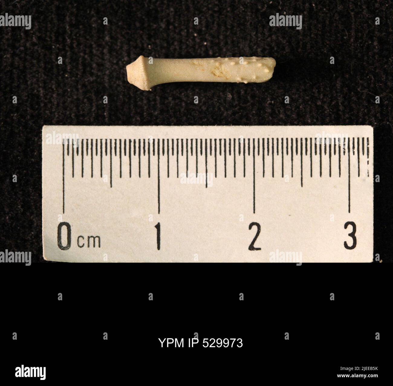 Archaeocidaris sp. Stockfoto