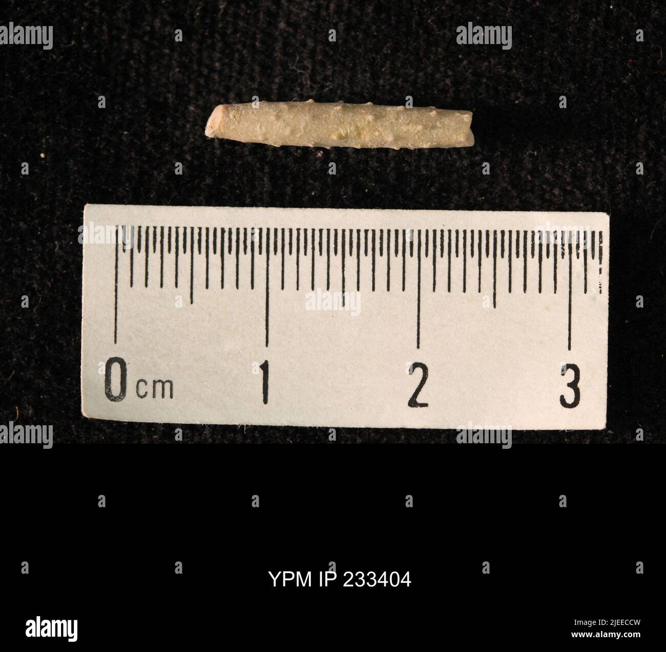 Archaeocidaris sp. Stockfoto