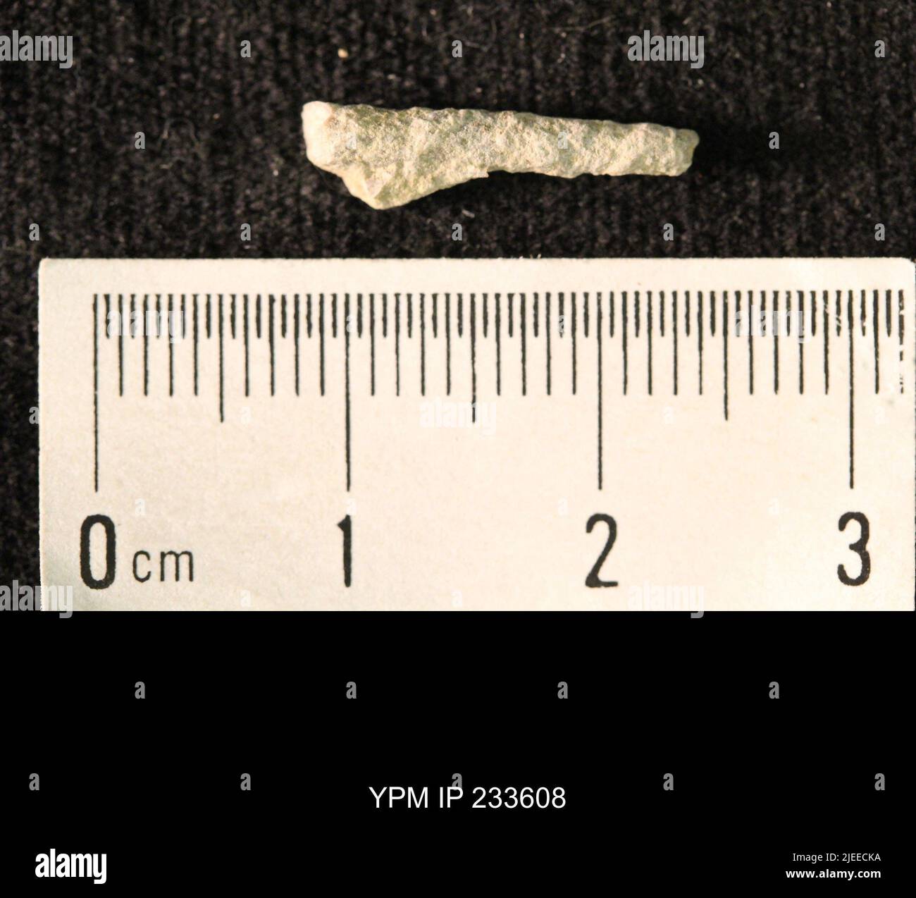 Archaeocidaris sp. Stockfoto