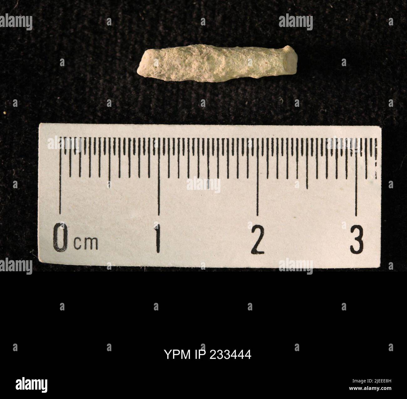 Archaeocidaris sp. Stockfoto