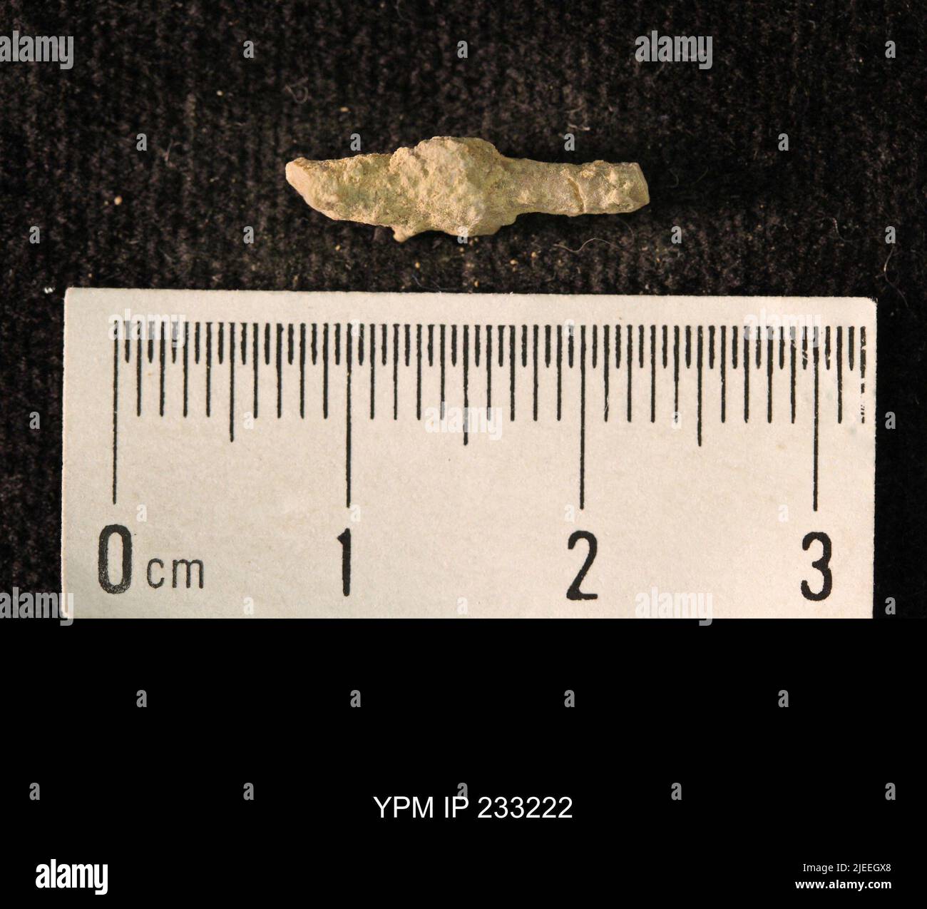 Archaeocidaris sp. Stockfoto