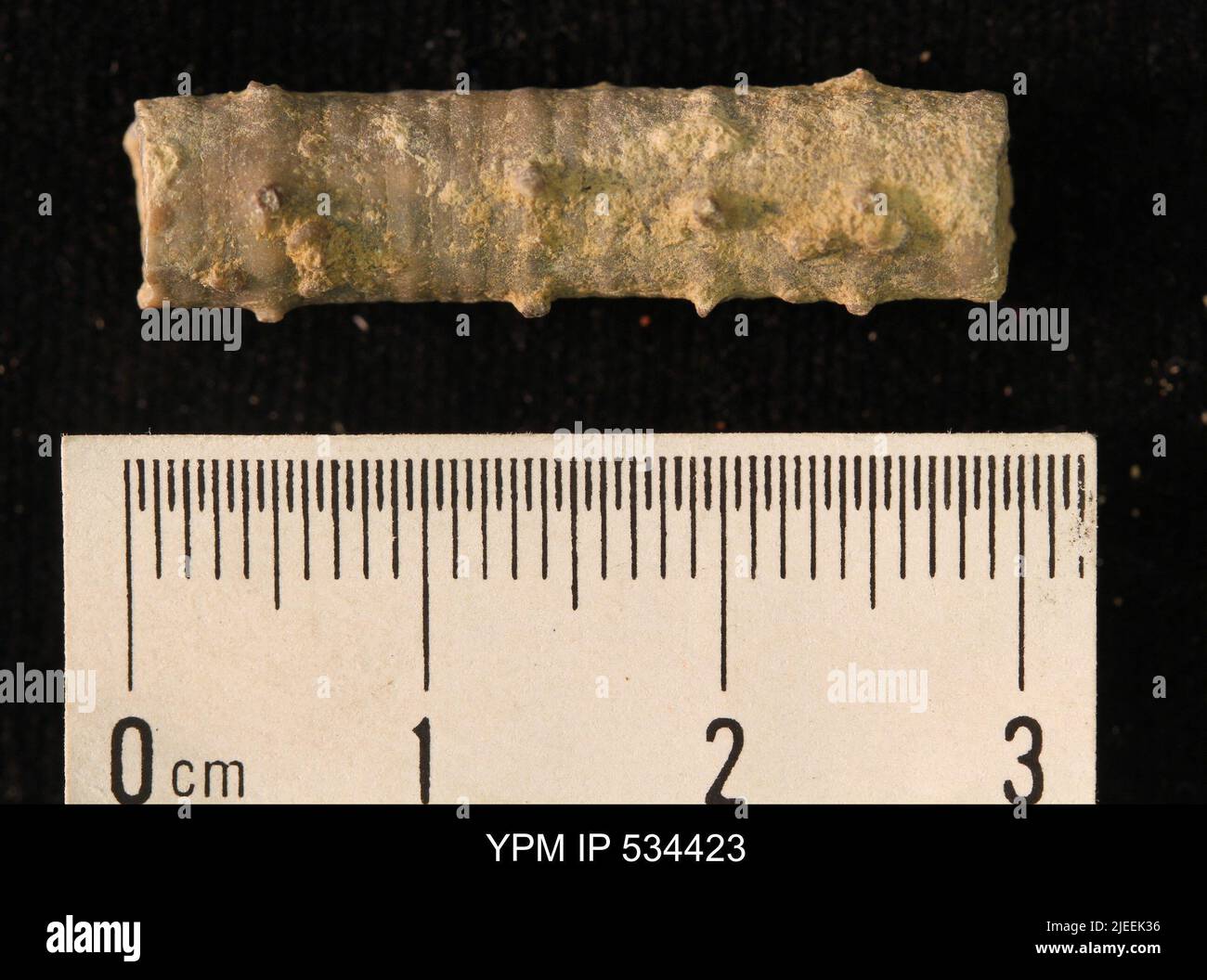 Undet crinoidea animalia Fotos und Bildmaterial in hoher Auflösung