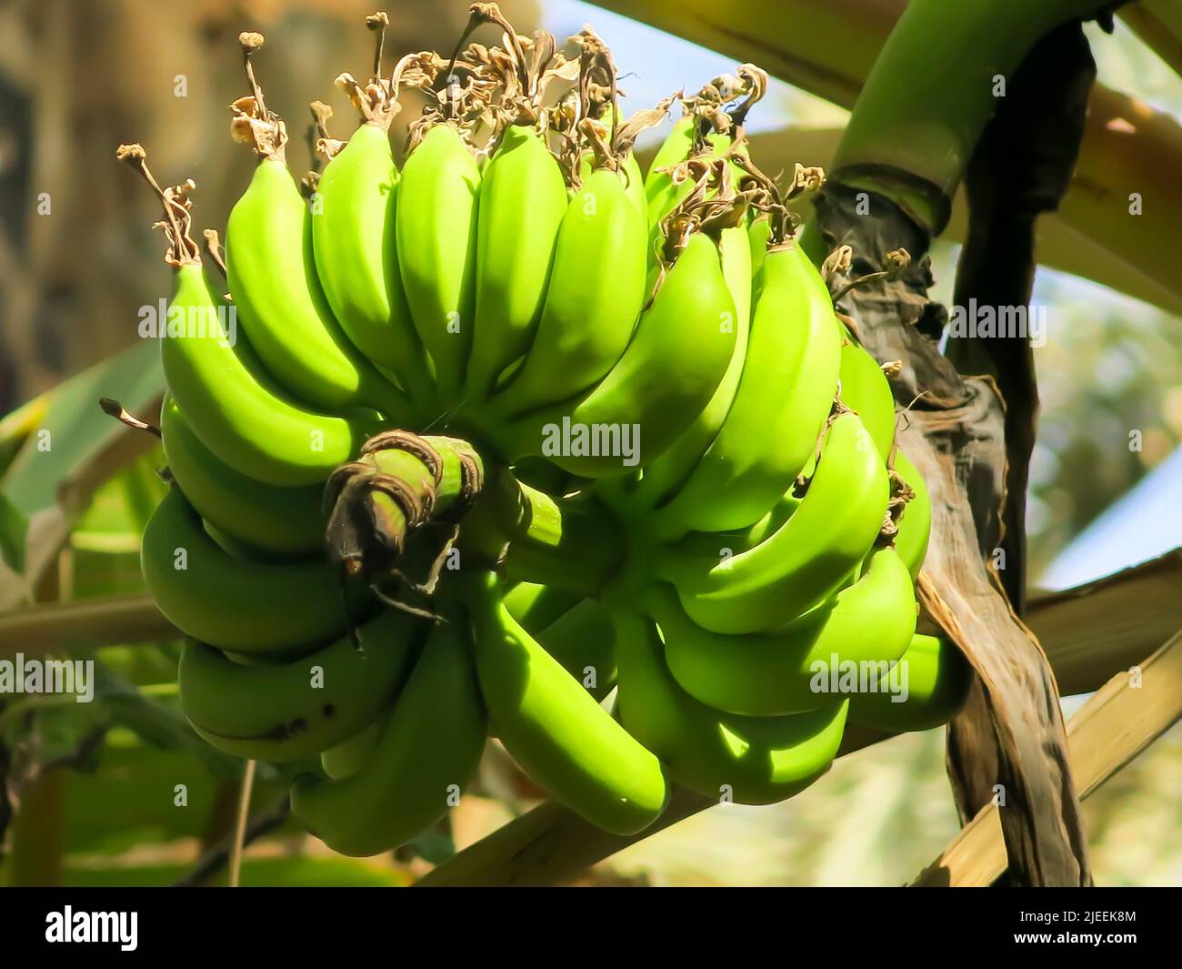 Bananen wachsen auf Baum Stockfotografie Alamy
