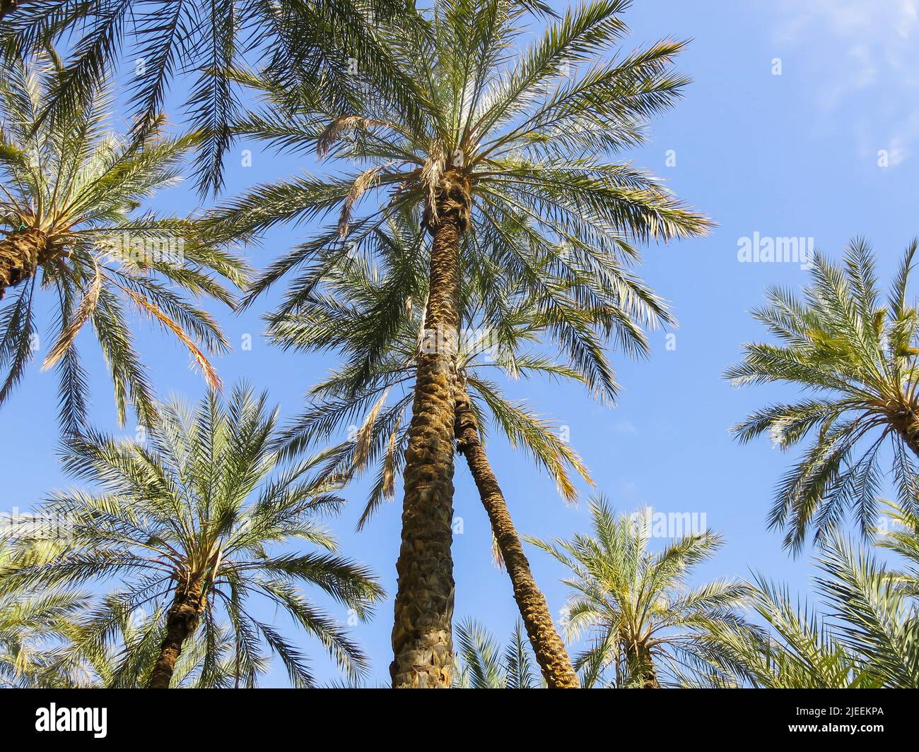 Ansicht der Dattelpalmen Stockfoto