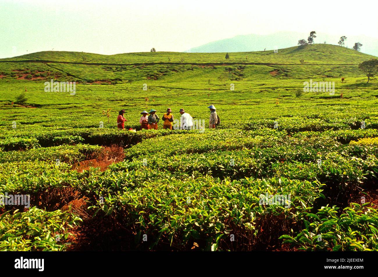 Eine Gruppe von Teepflückern inmitten der Landschaft der Sedep-Teeplantage in Neglawangi, Kertasari, Bandung, West-Java, Indonesien. Stockfoto