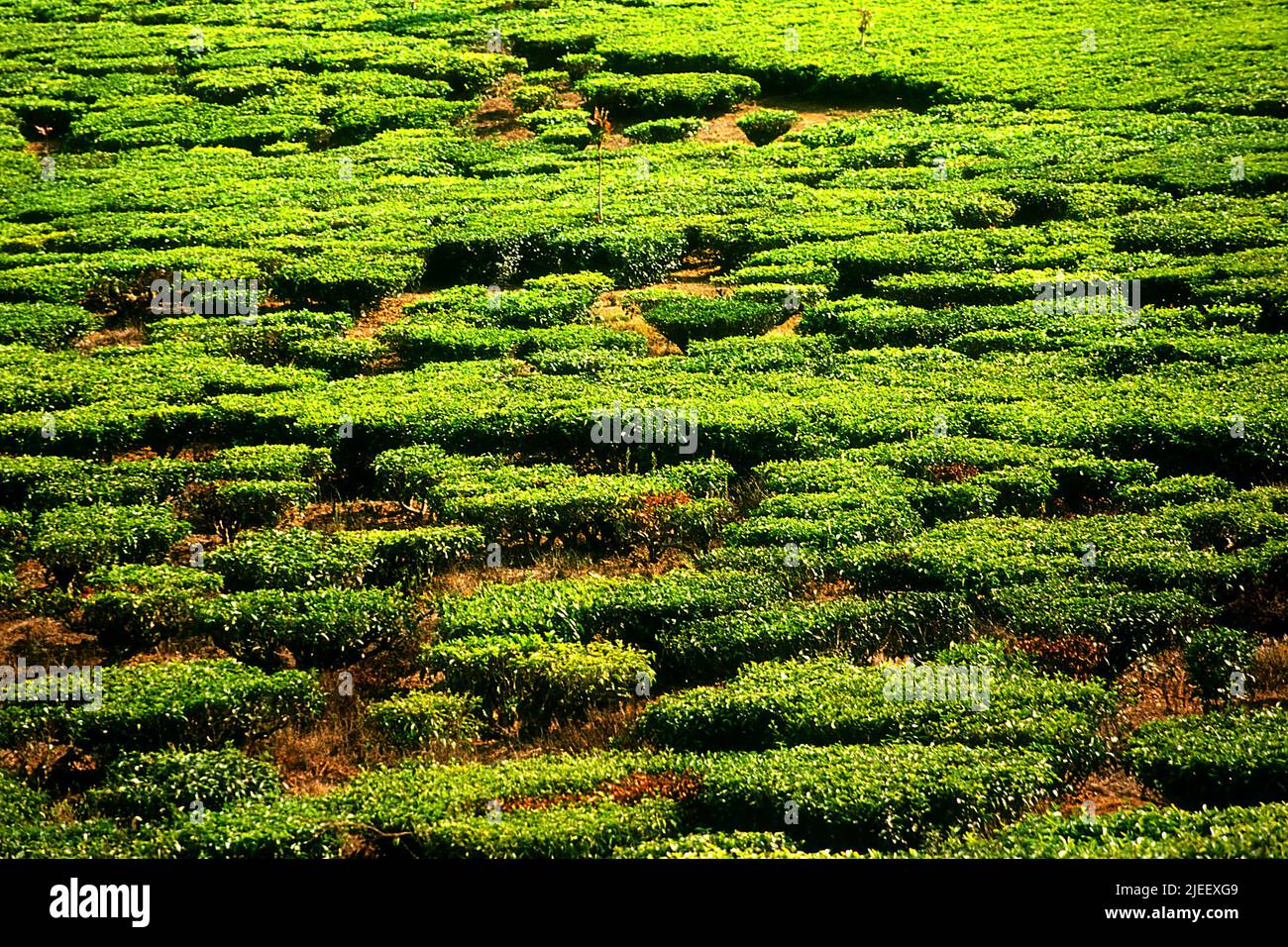 Landschaft der Sedep-Teeplantage in Neglawangi, Kertasari, Bandung, West-Java, Indonesien. Stockfoto