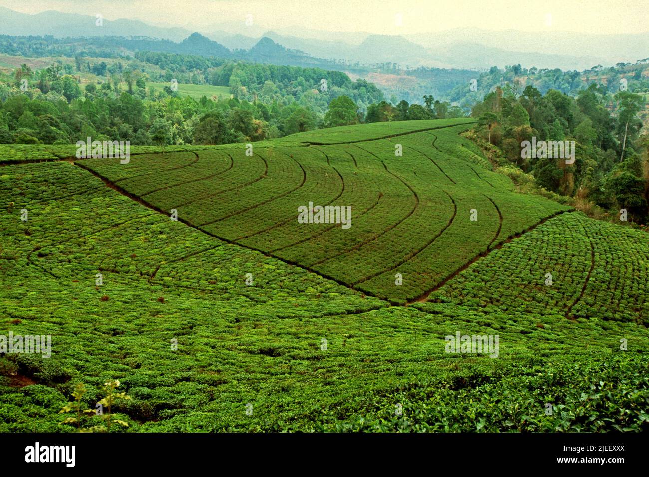 Landschaft der Papandayan-Teeplantage in Garut, West Java, Indonesien. Stockfoto