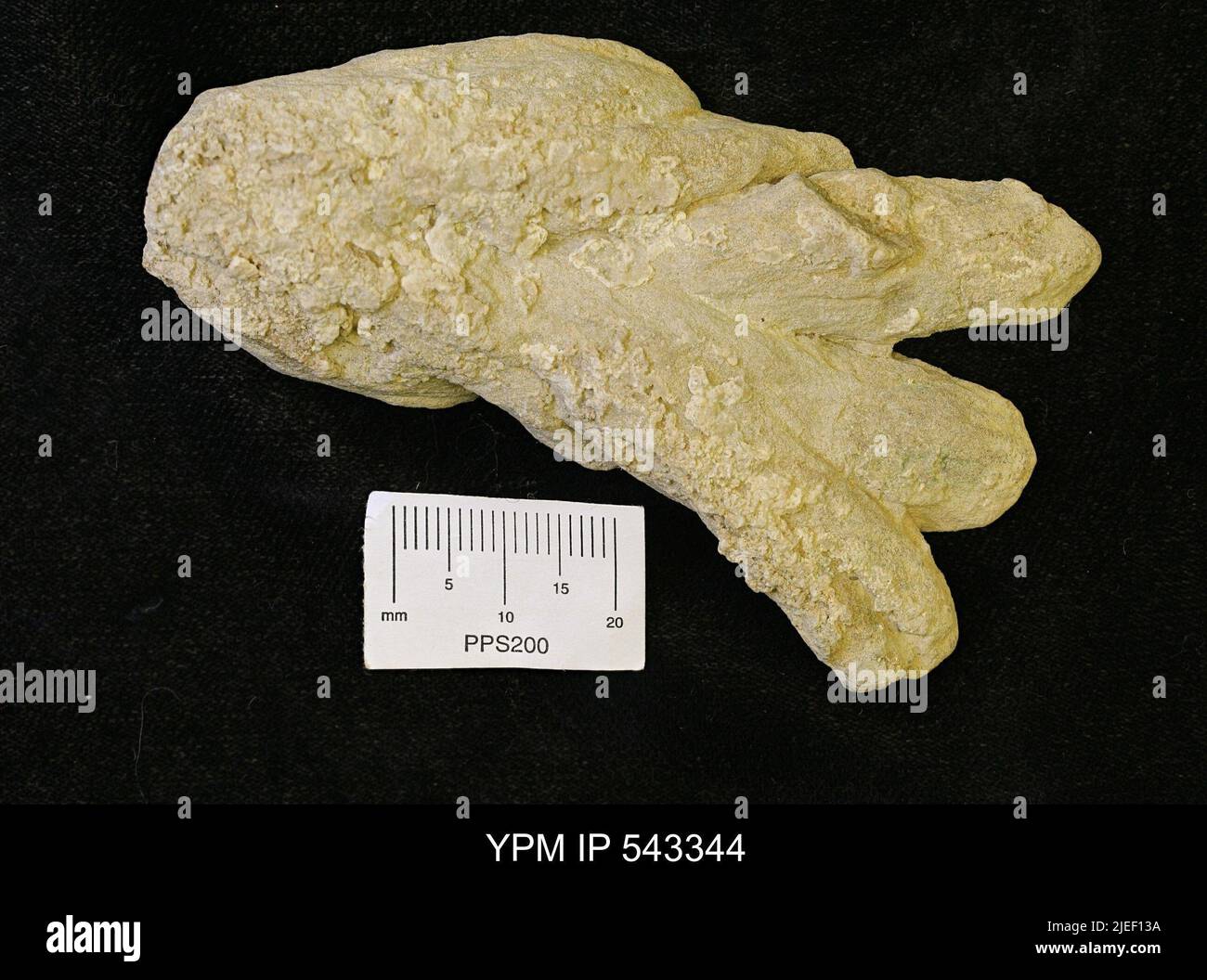 Asterosoma sp. Stockfoto